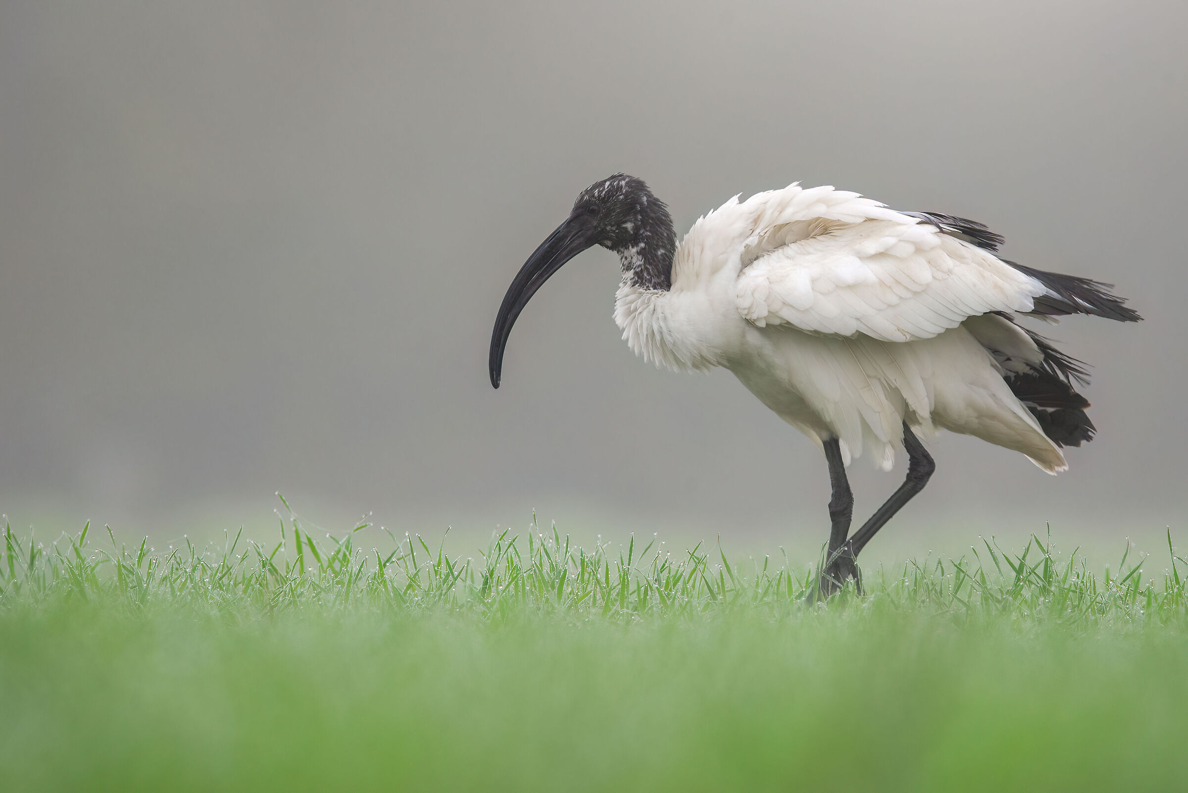 Sacred Ibis | Threskiornis aethiopicus (Tuscany-February)