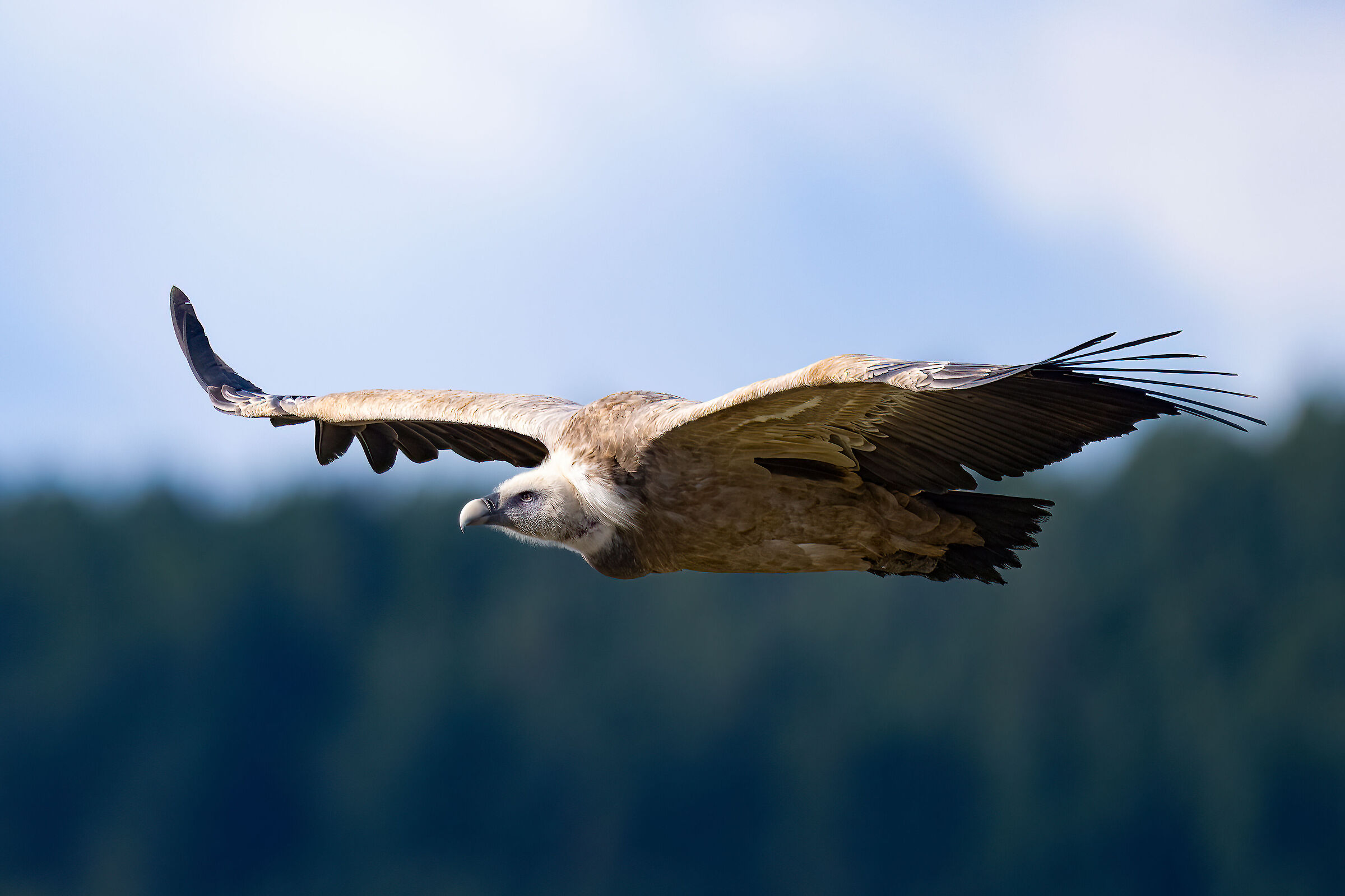 Griffin - Barronies Provencal