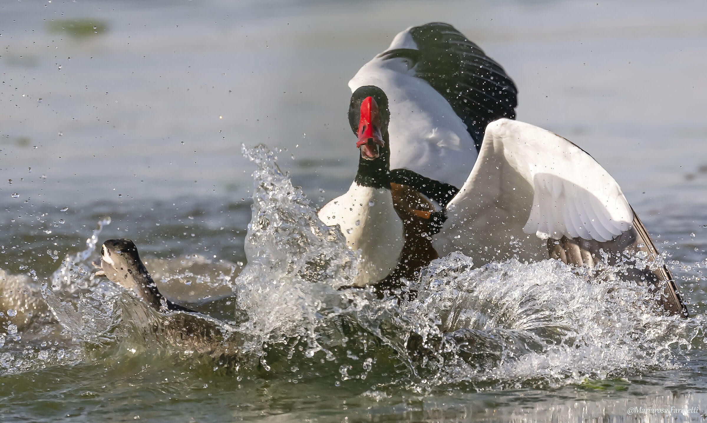 Volpoca VS Anatra sposa