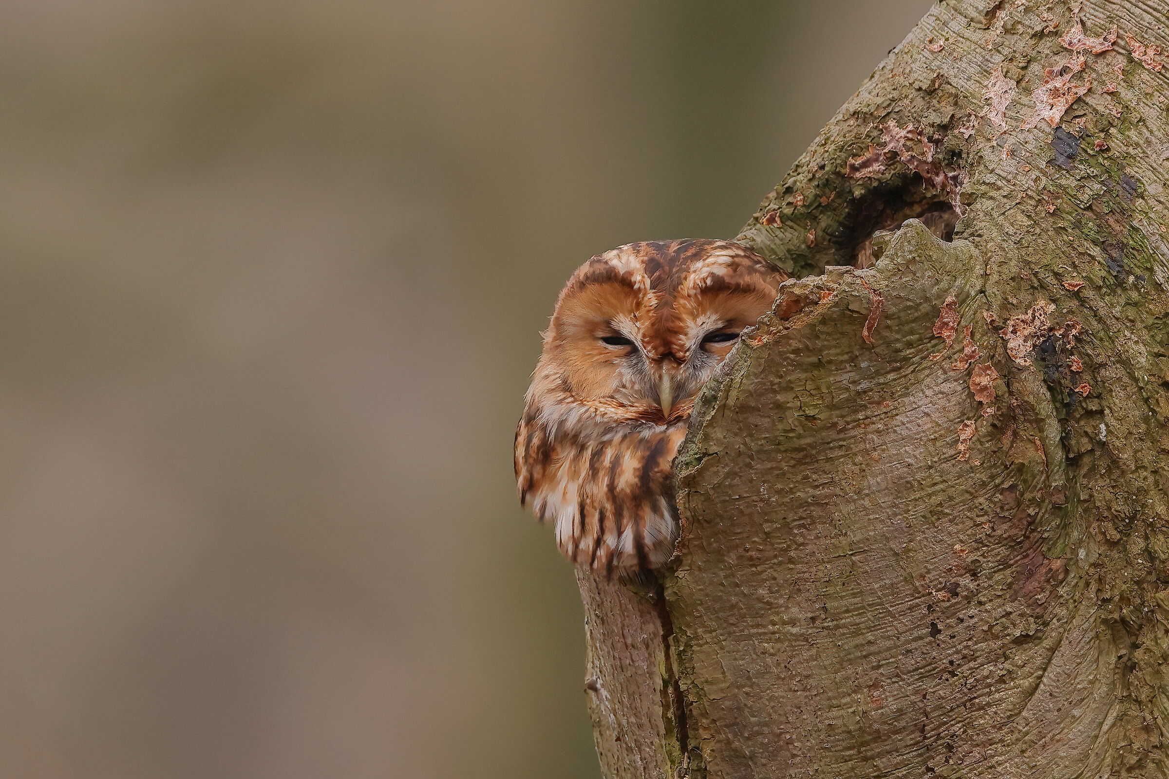 Overlooking the park