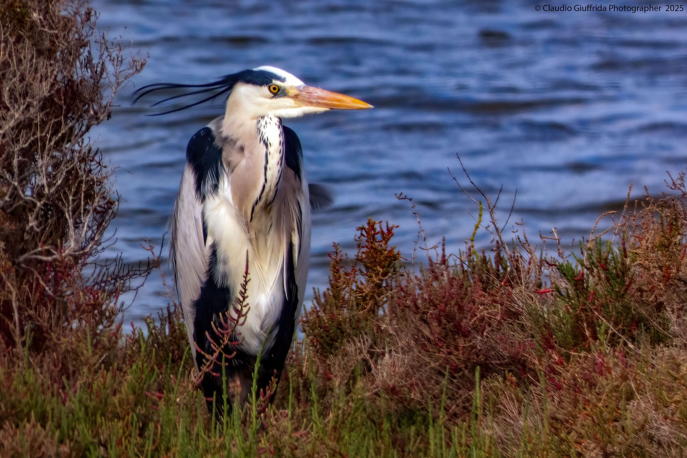 Ardea cinerea