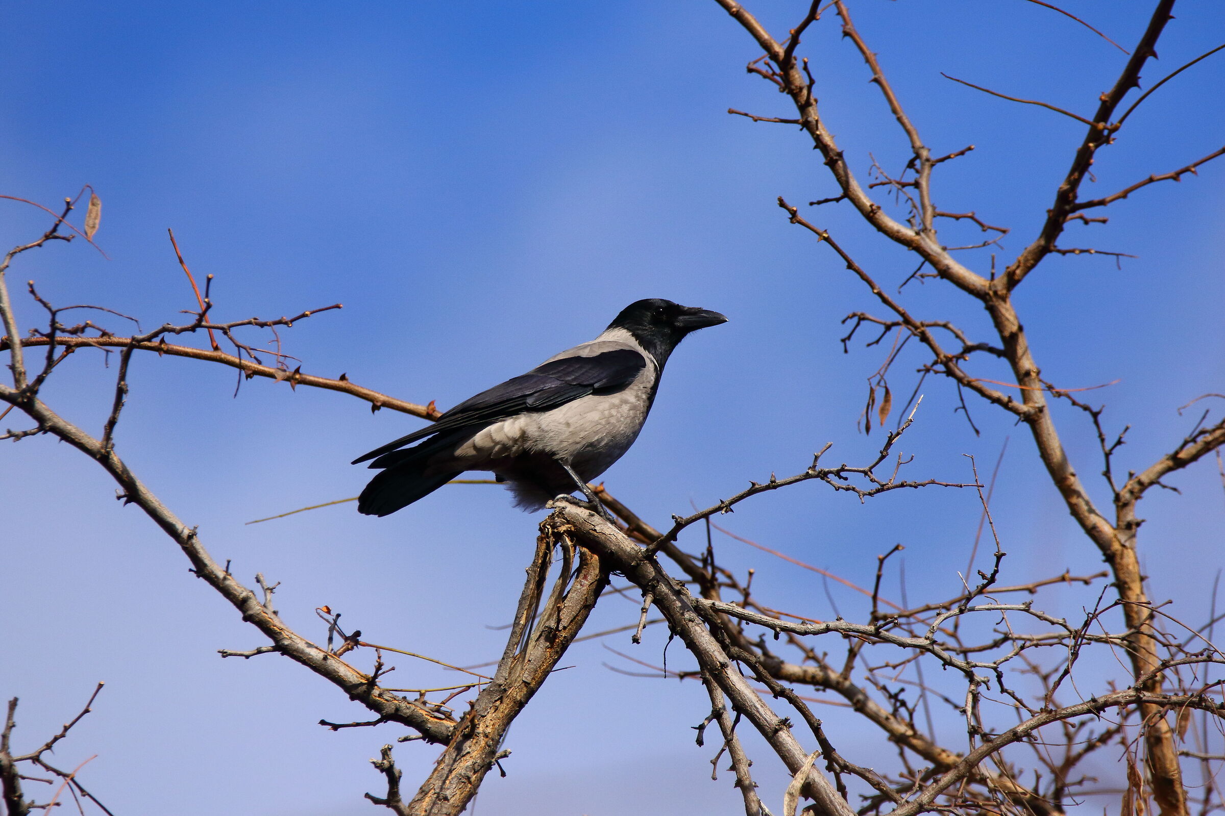 Hooded crow