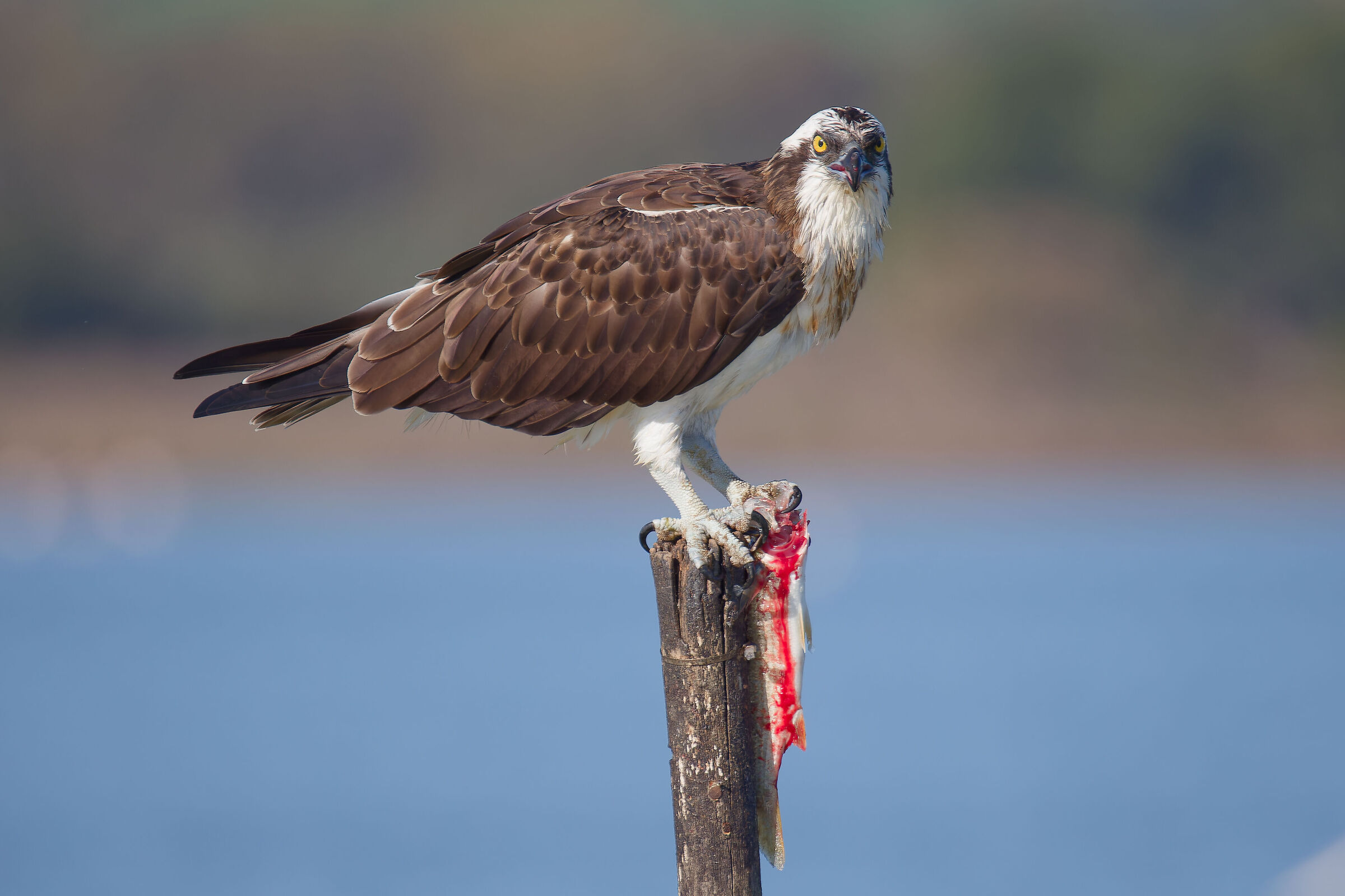 The eyes of the osprey with prey