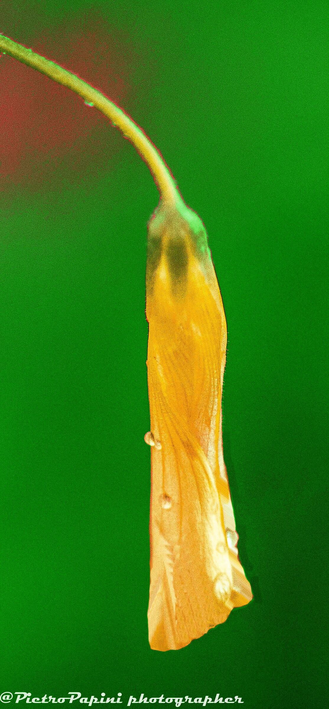 Bocciolo di acetosella fotografato sotto la pioggia