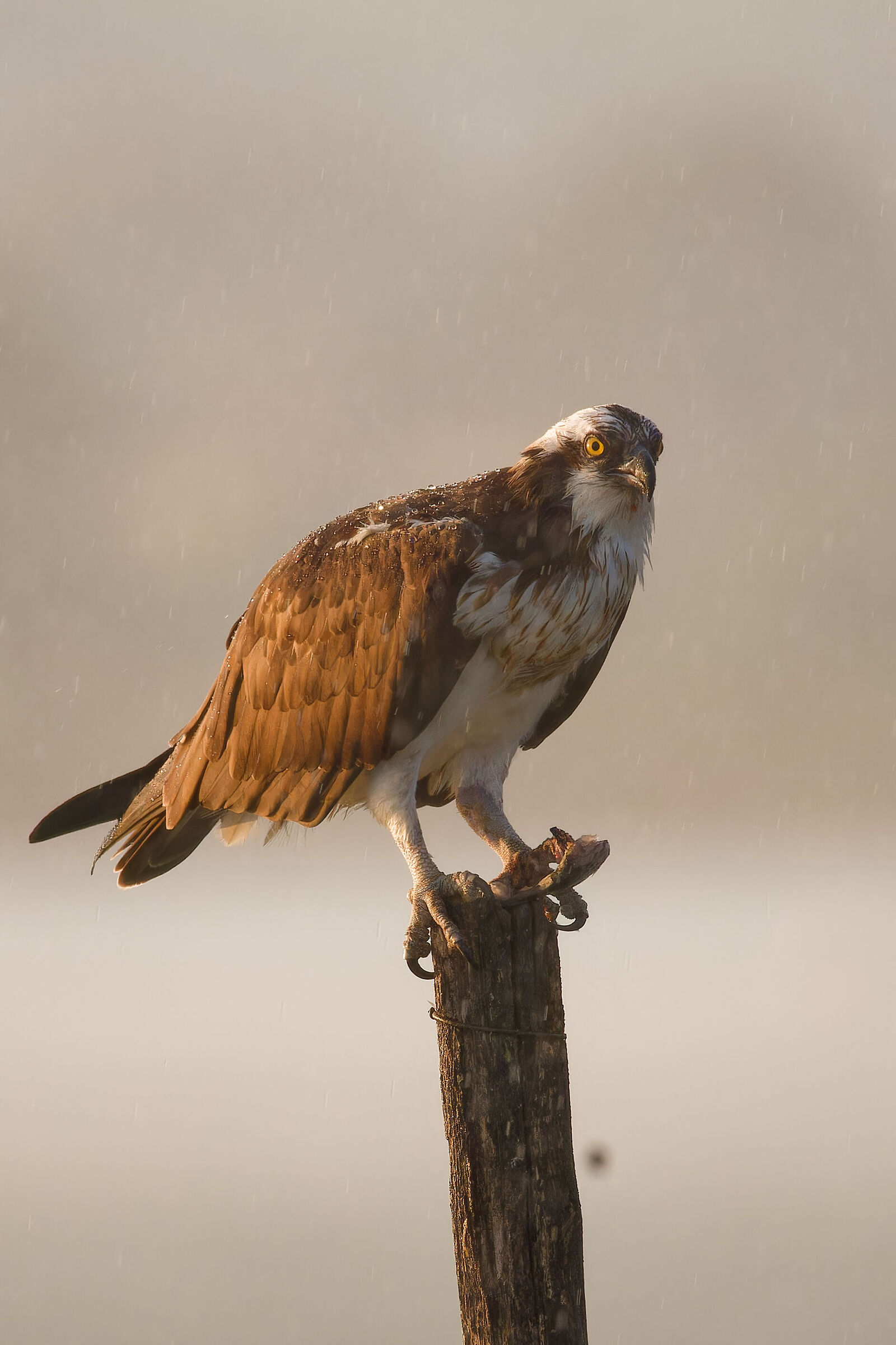 In the rain osprey stock illustrations