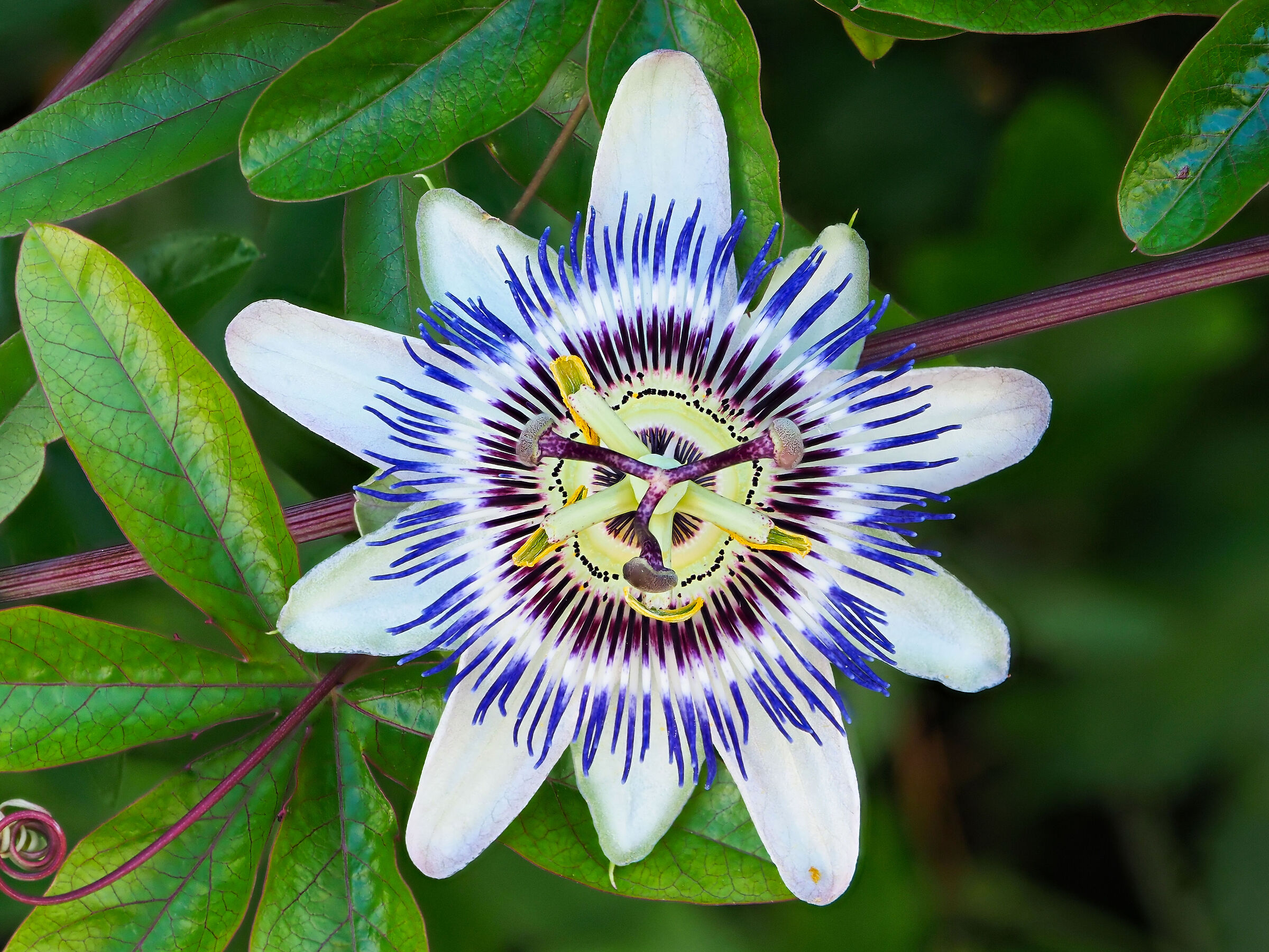 passionflower