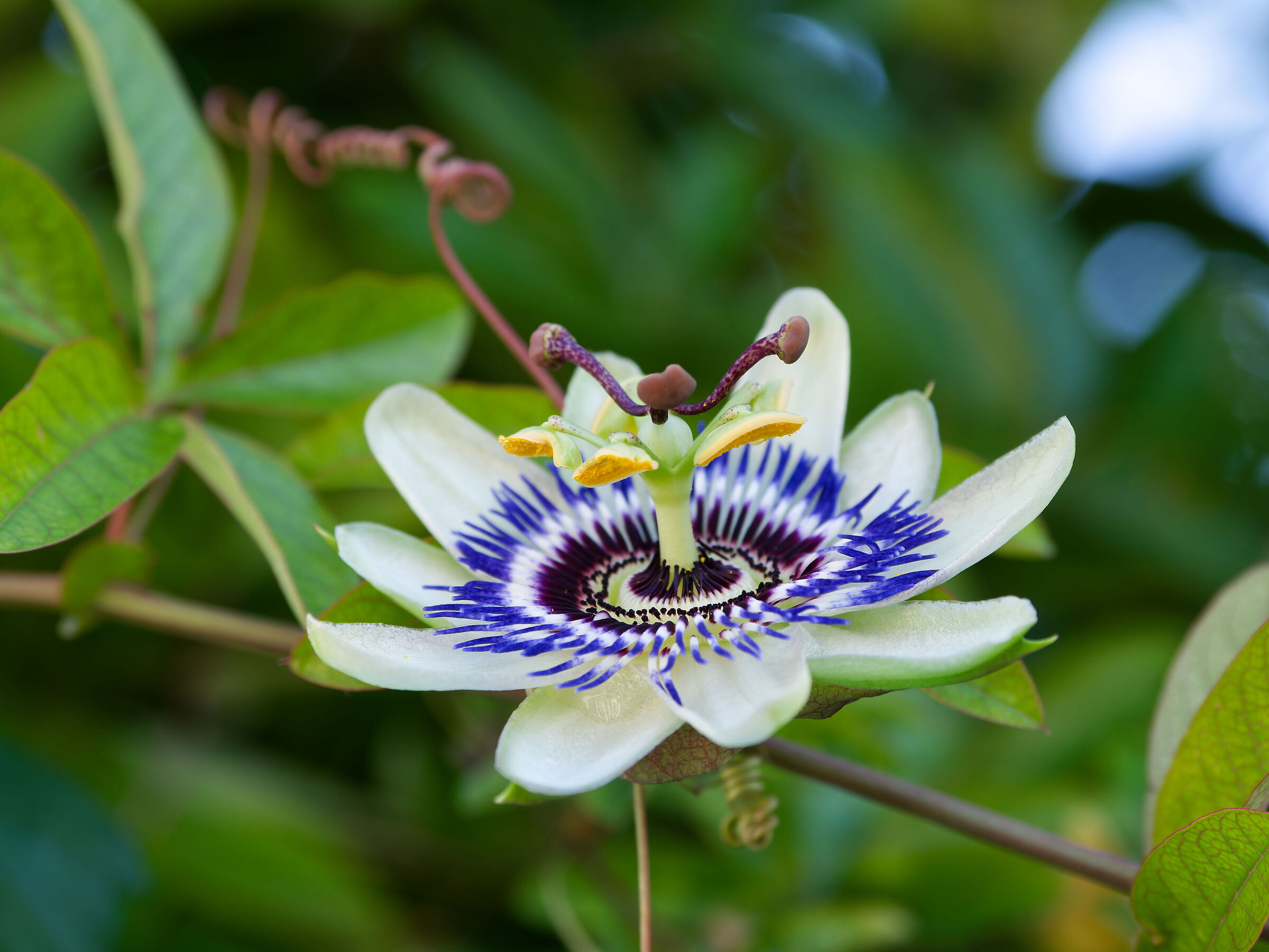passionflower