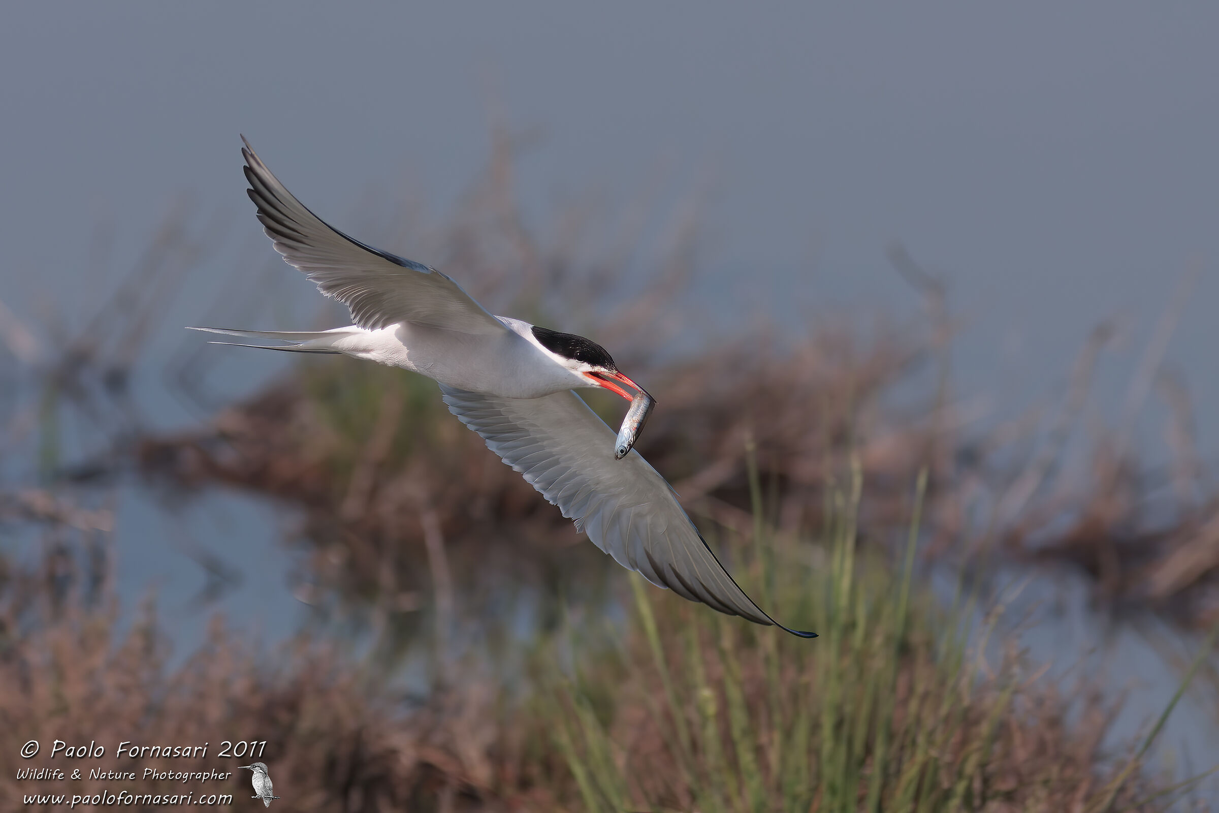 Sterna comune (Sterna hirundo)