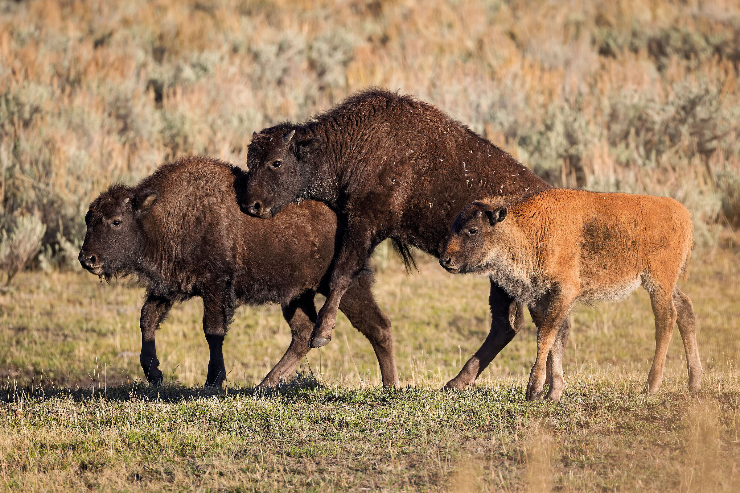 Il futuro della mandria