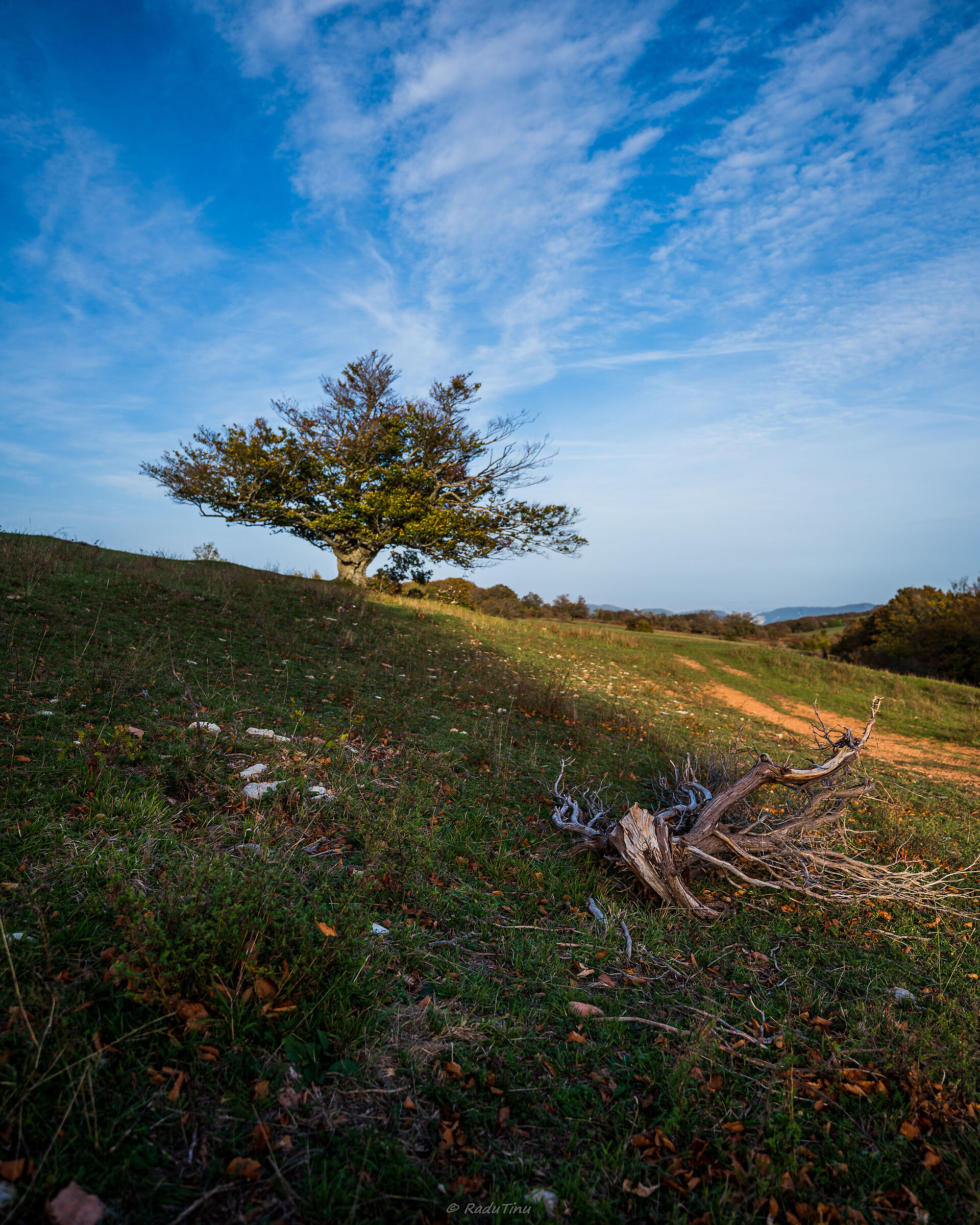 Autumn in the beech forest ?