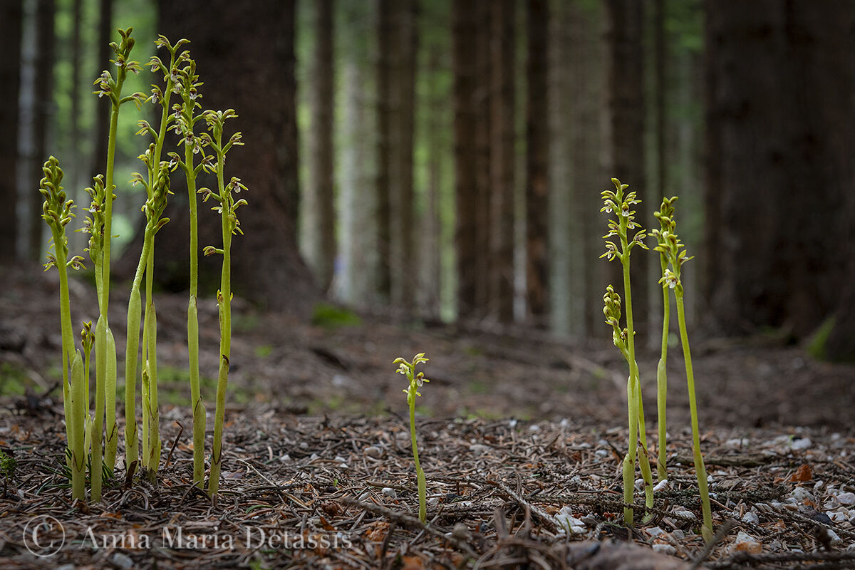 Corallorizha trifida
