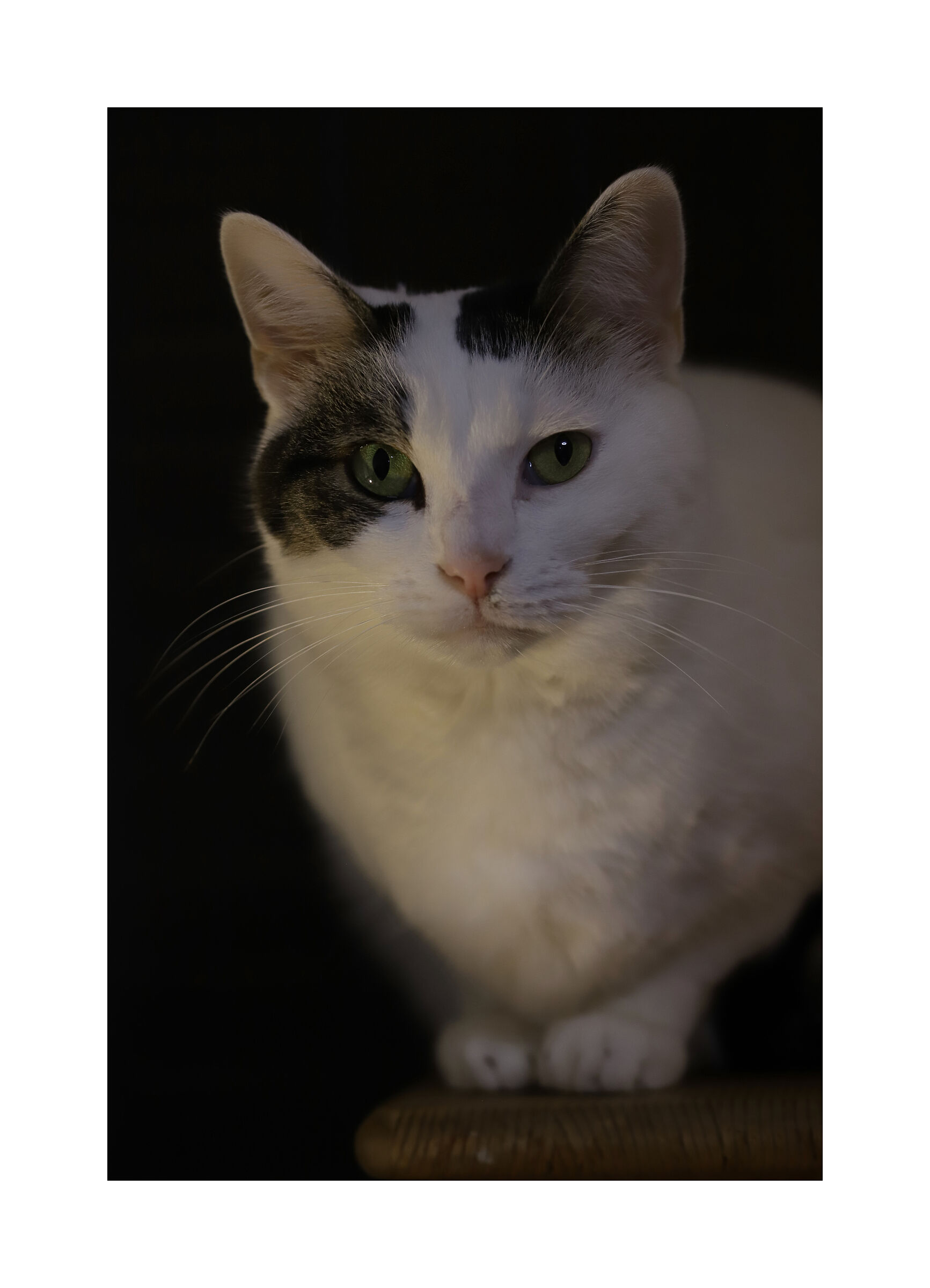 ritratto di un micio