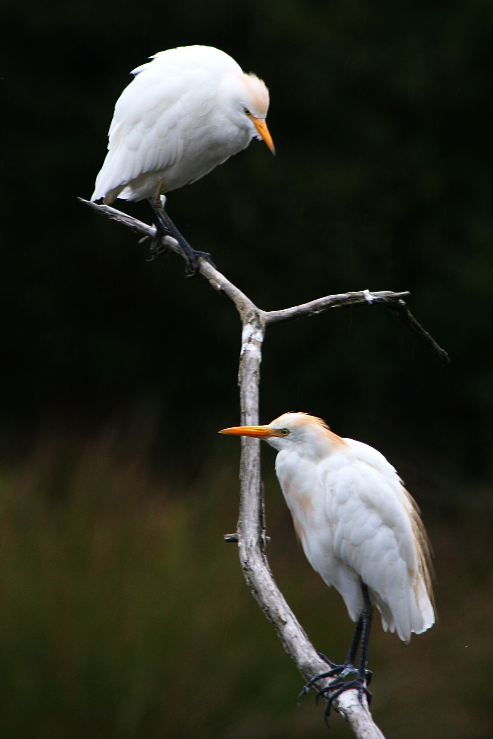 Cattle Egrets