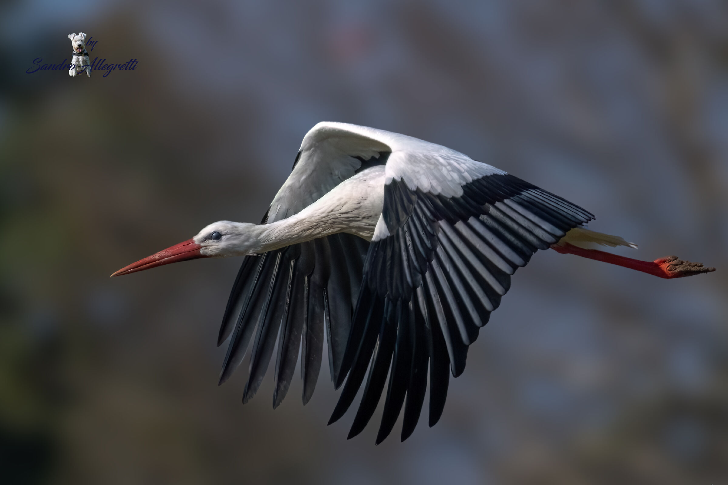 La cicogna bianca (Ciconia ciconia)