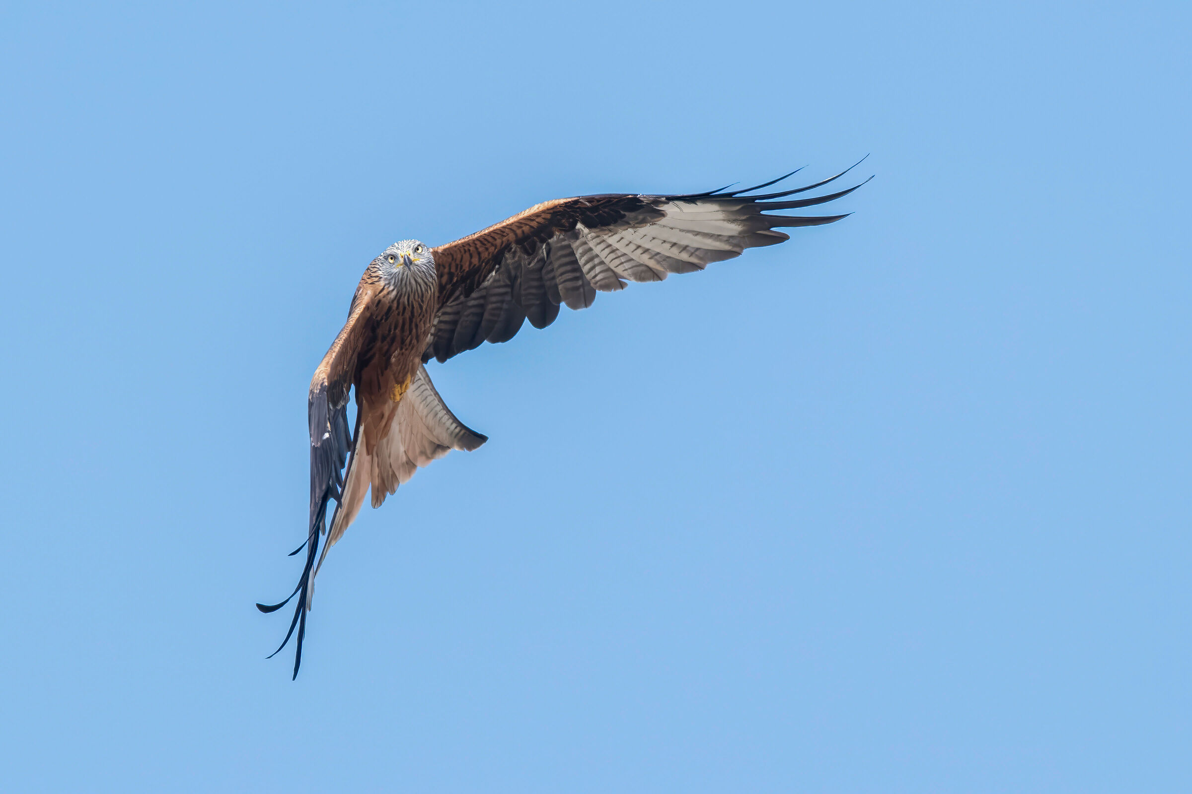 Red Kite (Milvus milvus)
