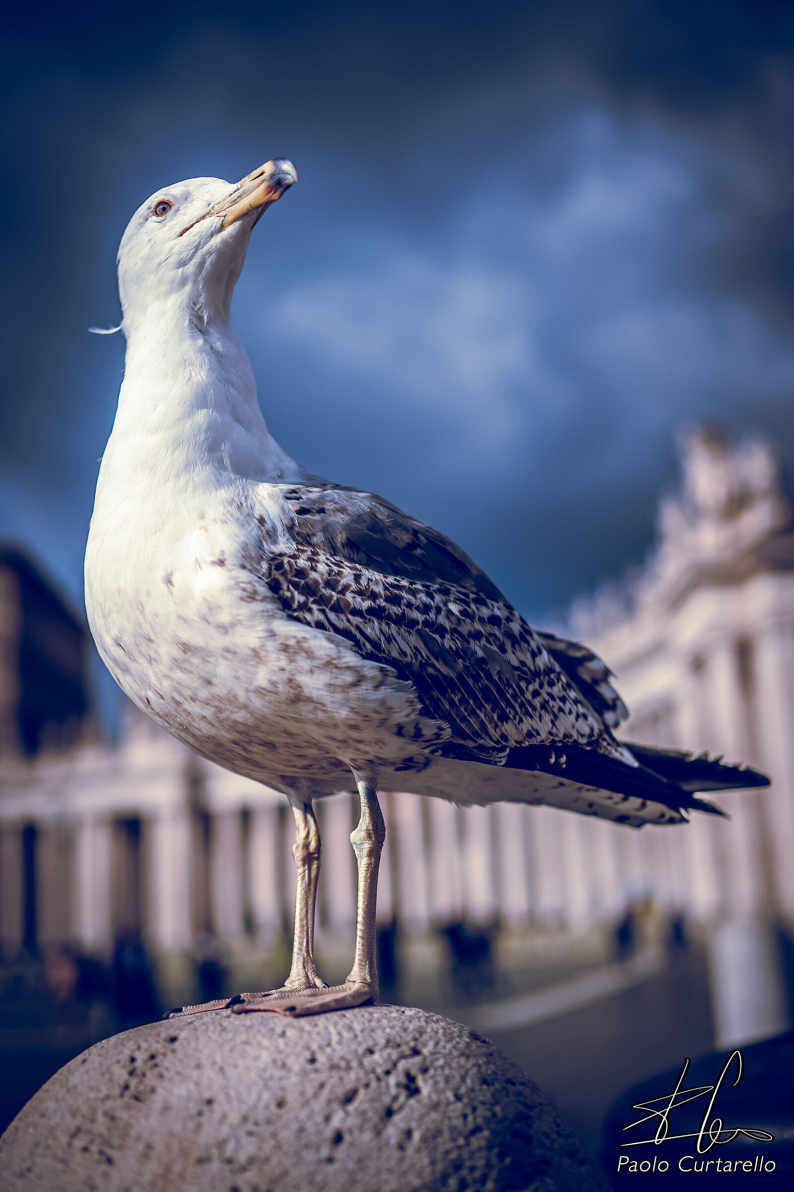 The Jubilee Seagull