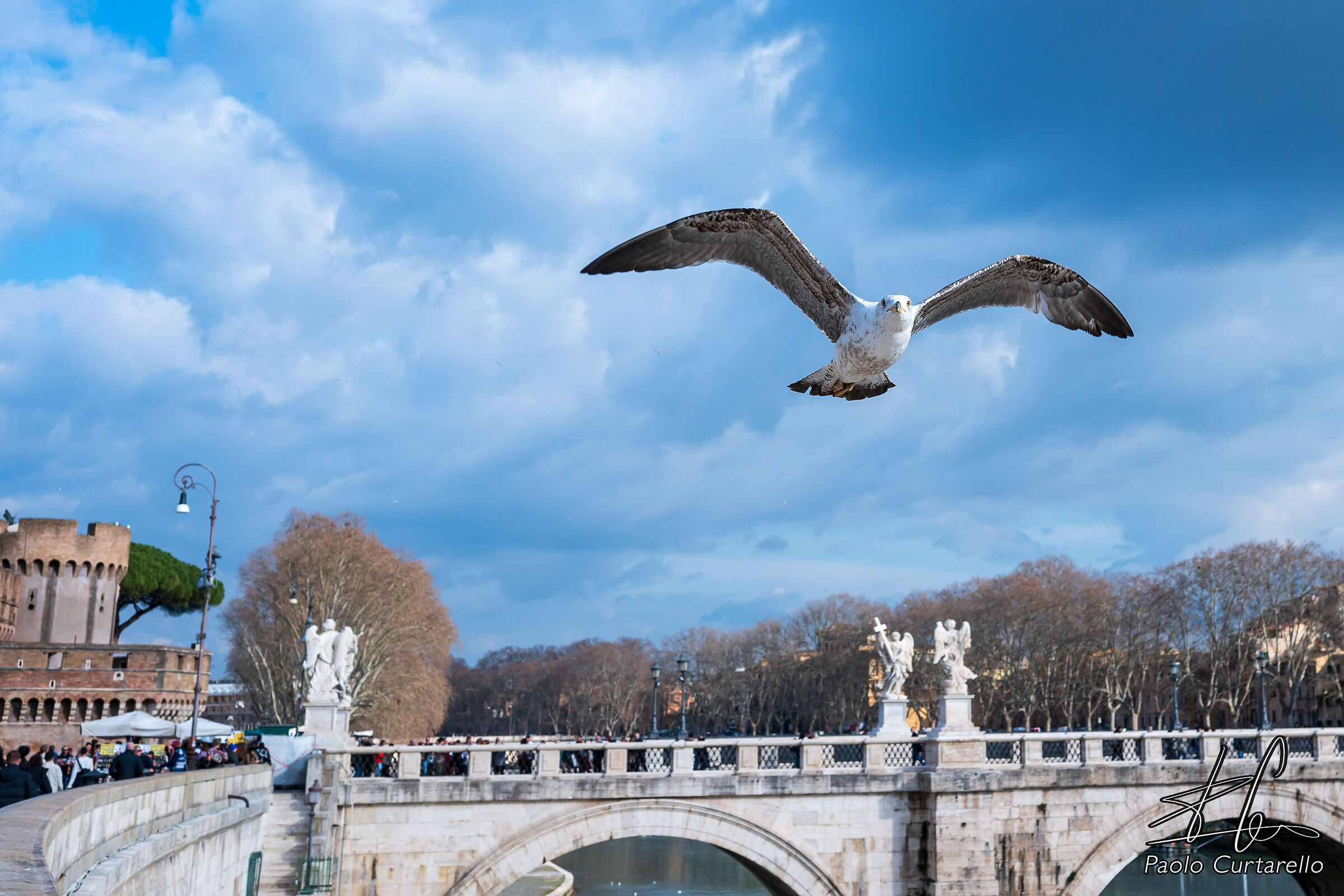 Seagulls at low altitude