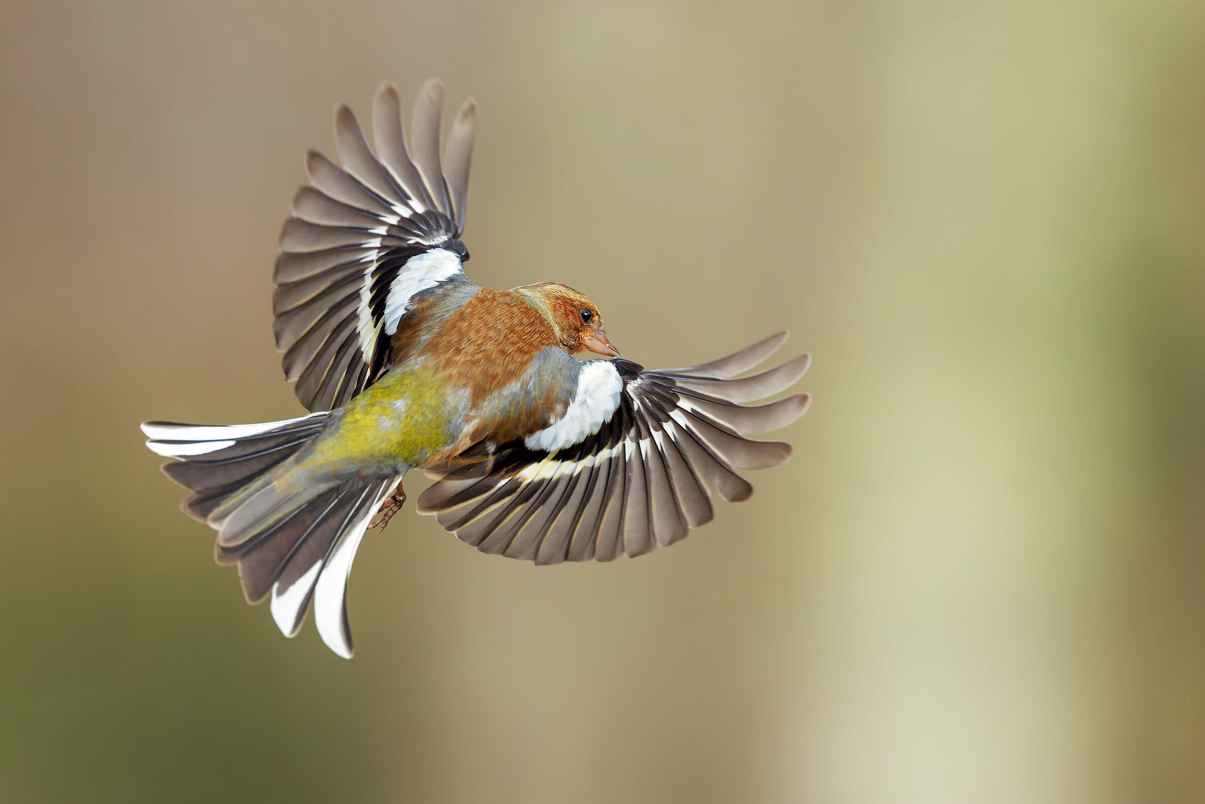 Male Finch