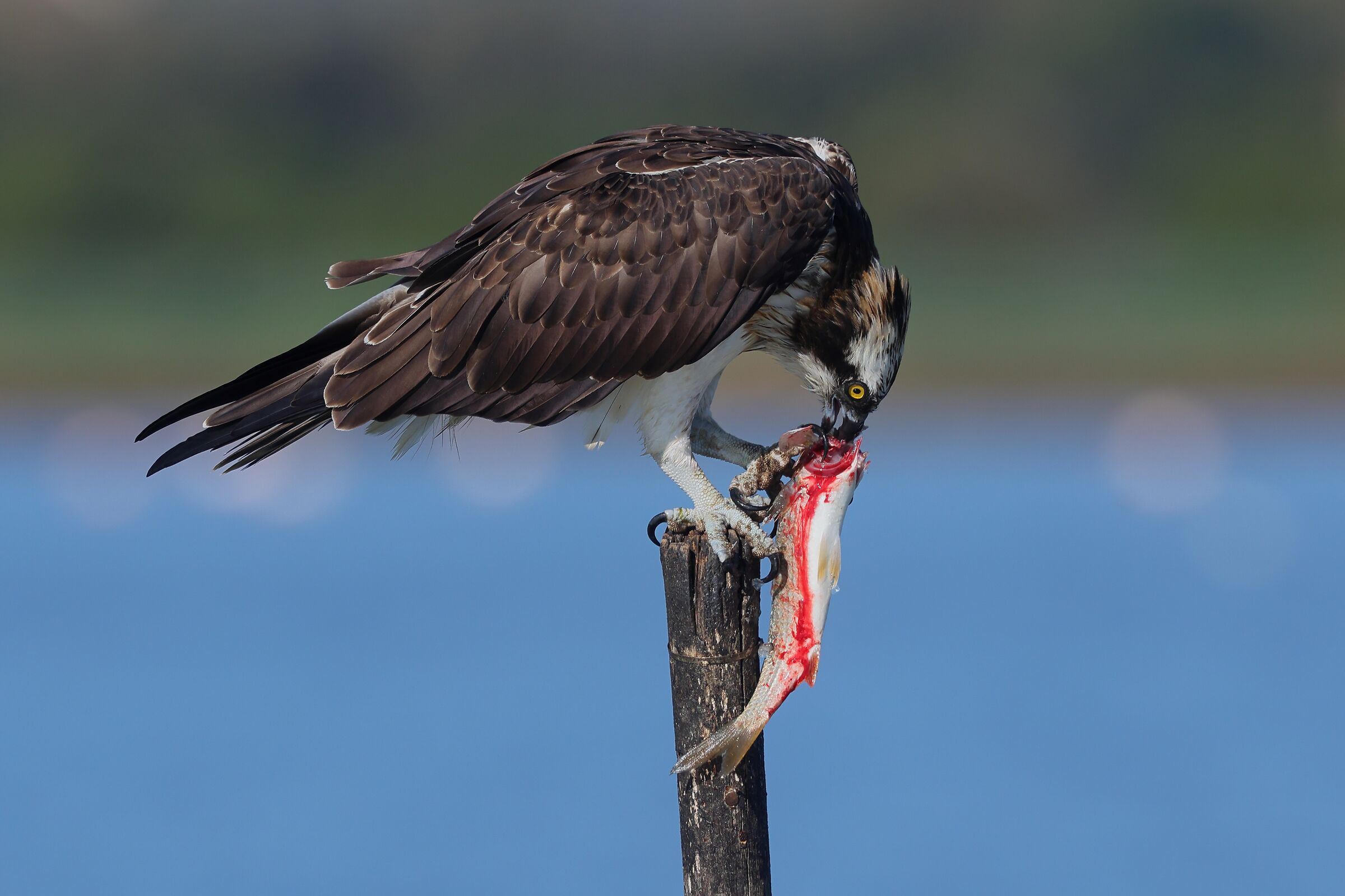 Osprey