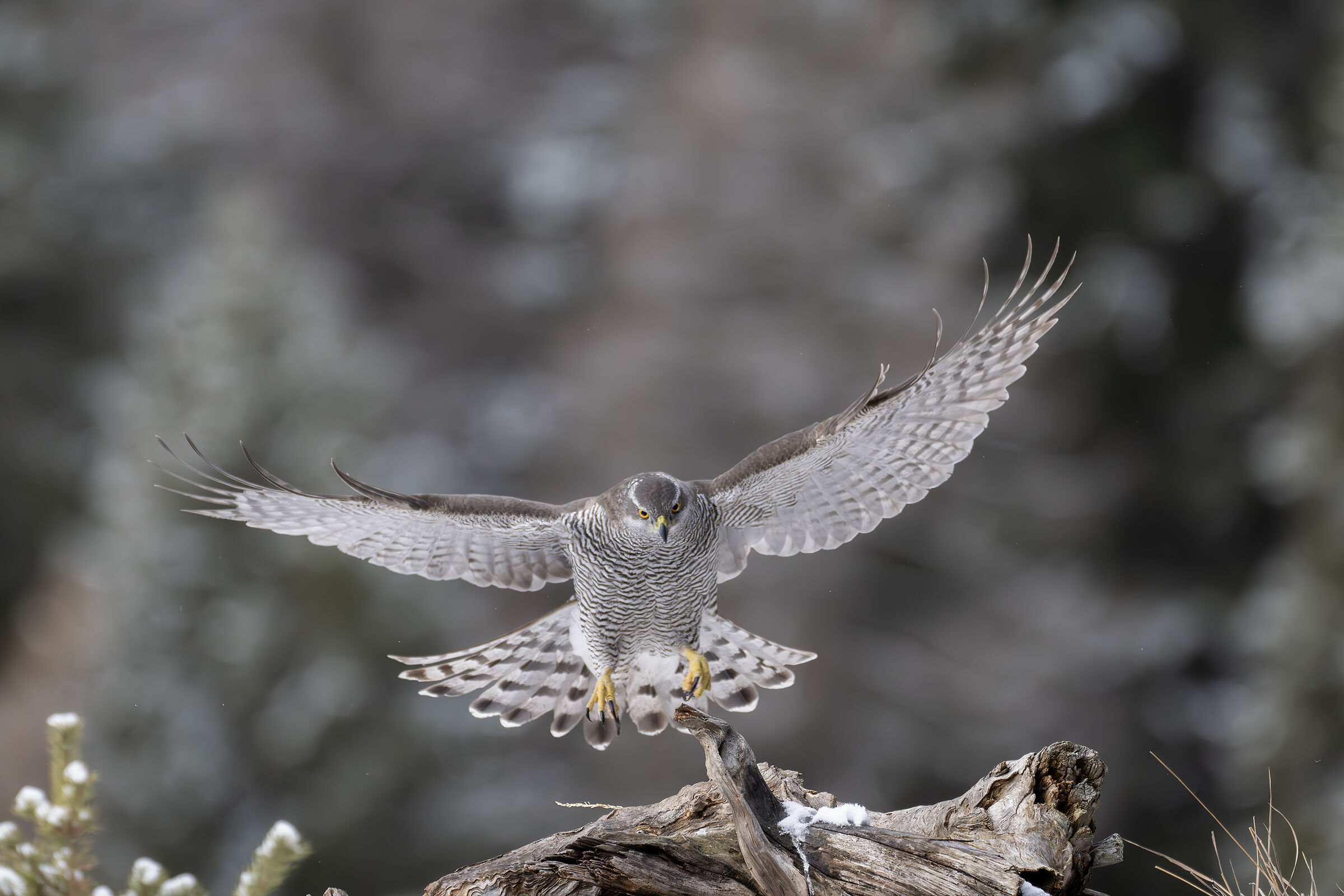 Goshawk