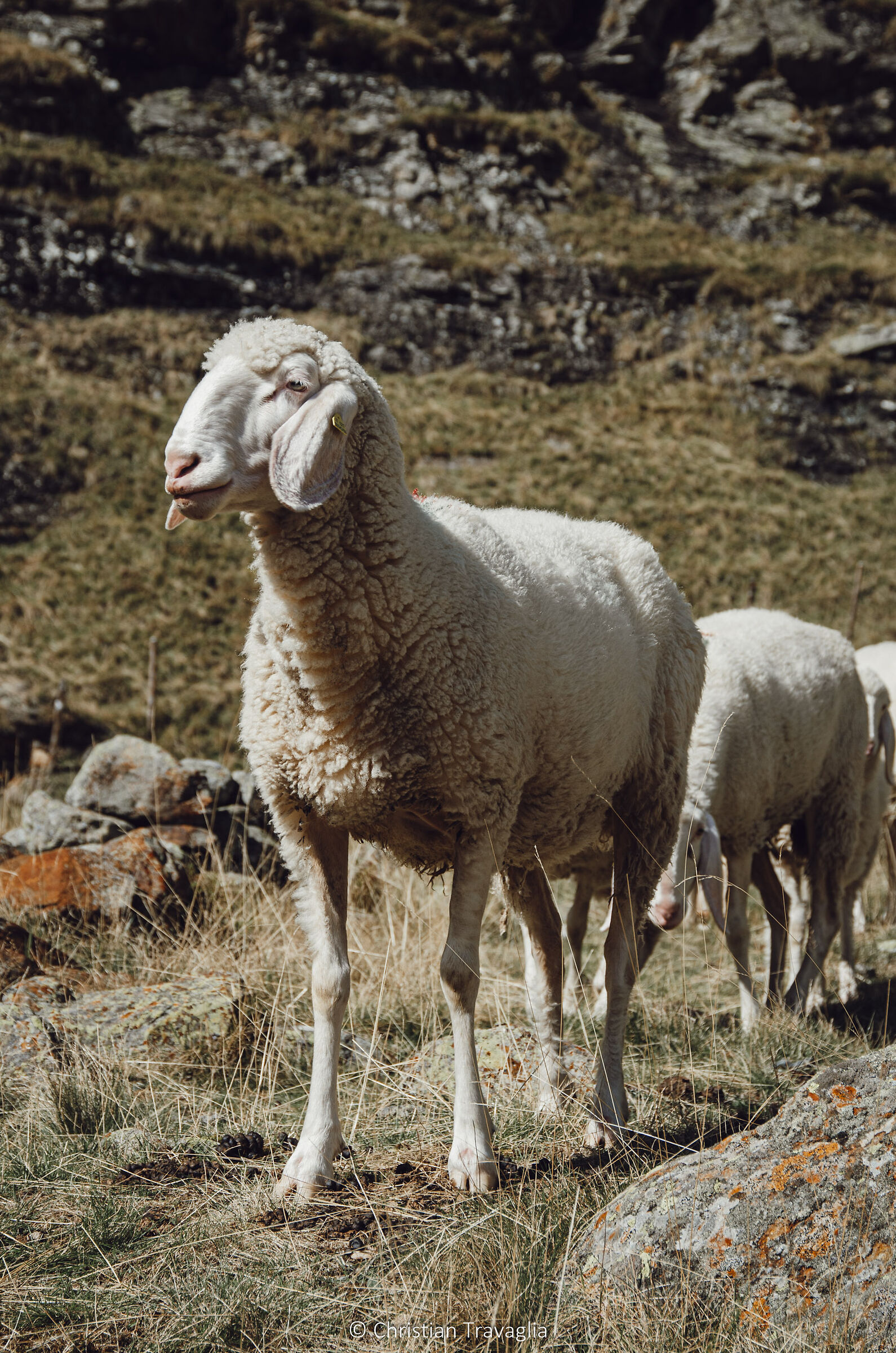 Alpeggio - Val Ridanna - Autunno 2022