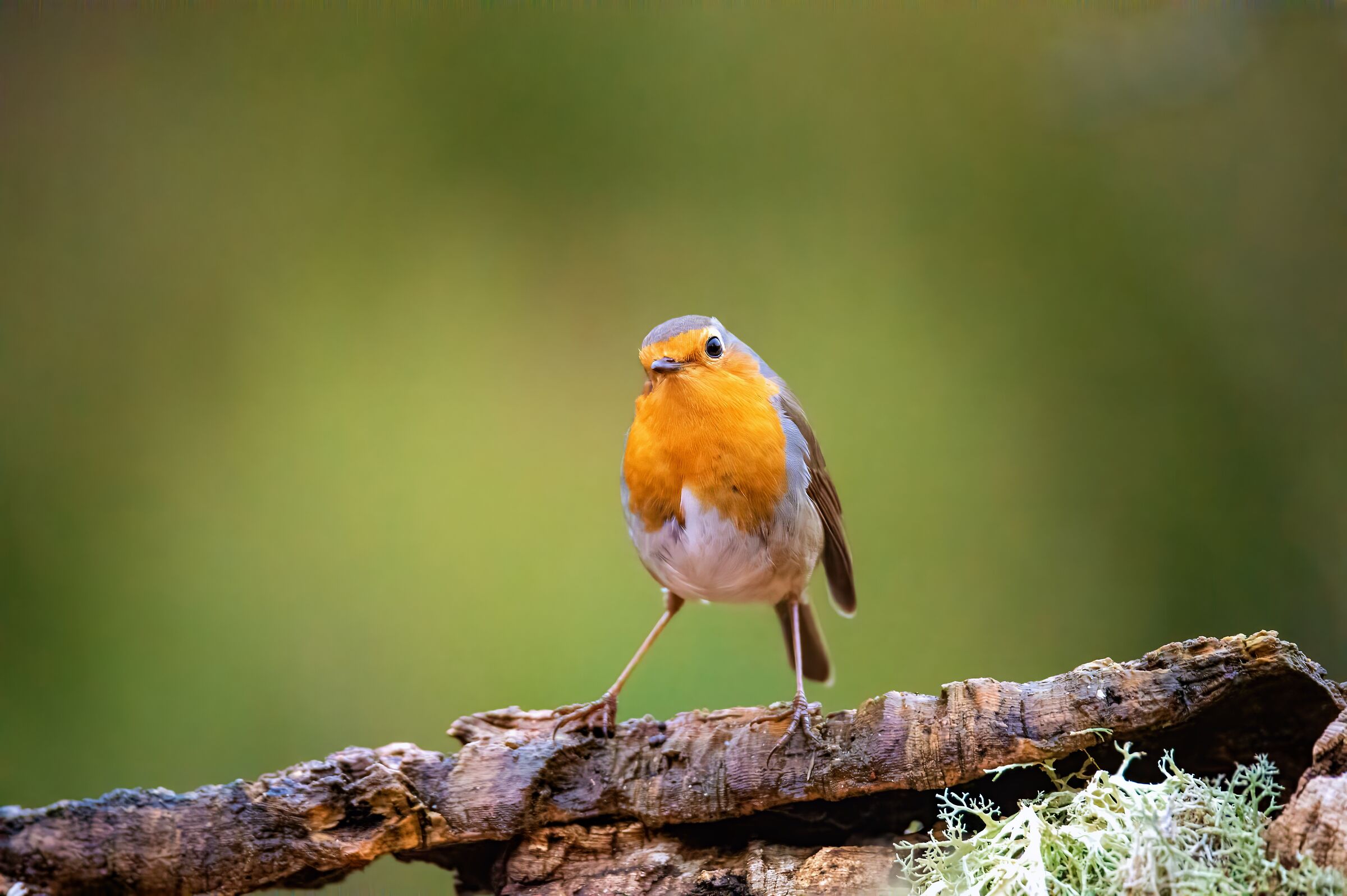 robin