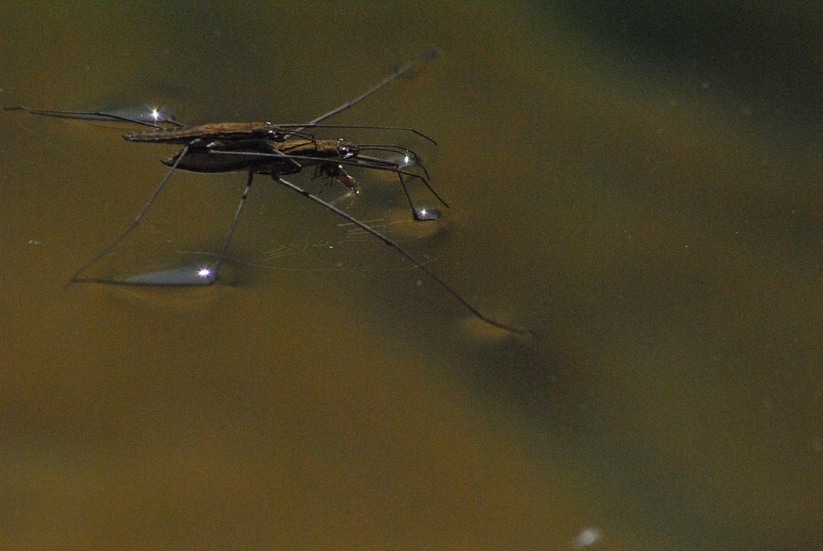 hydra or water spider in coupling