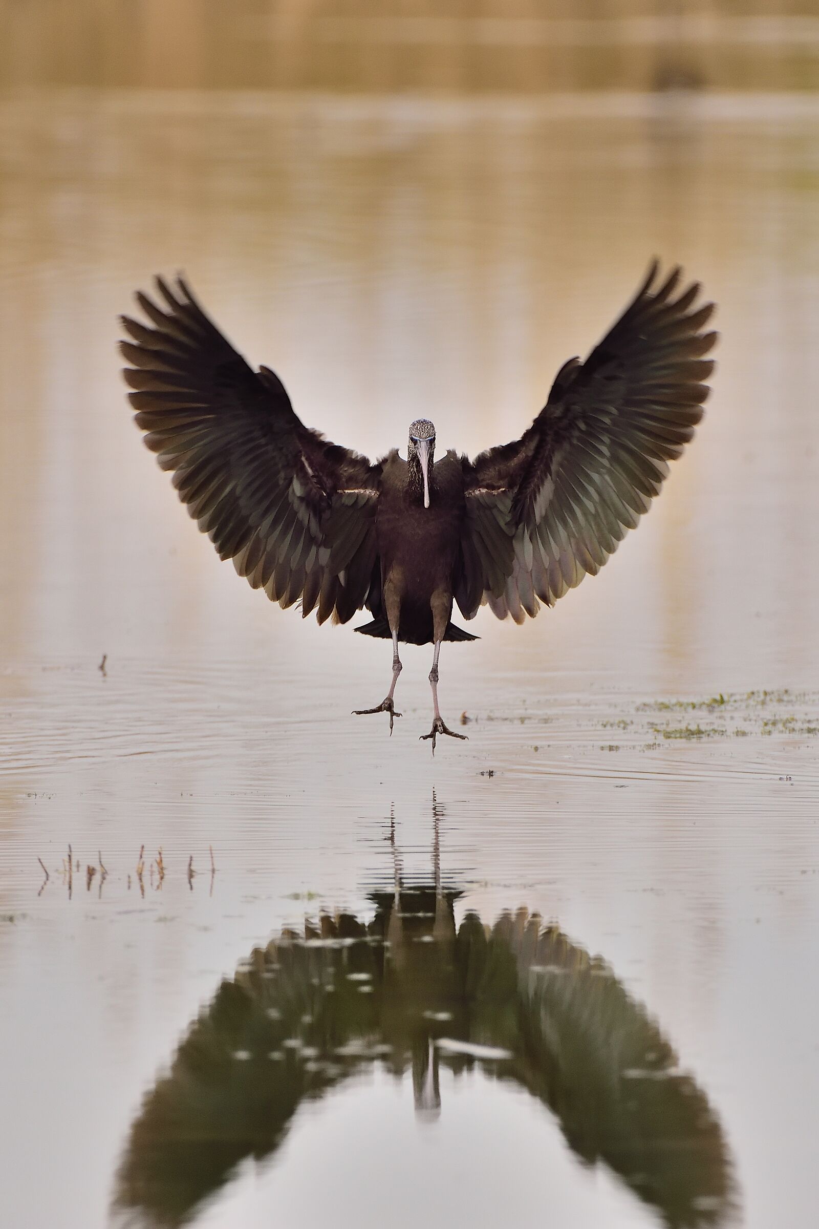 Landing of the Glossy Ibis