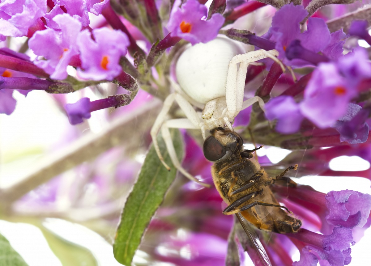 Misumena vatia feasting on a wasp
