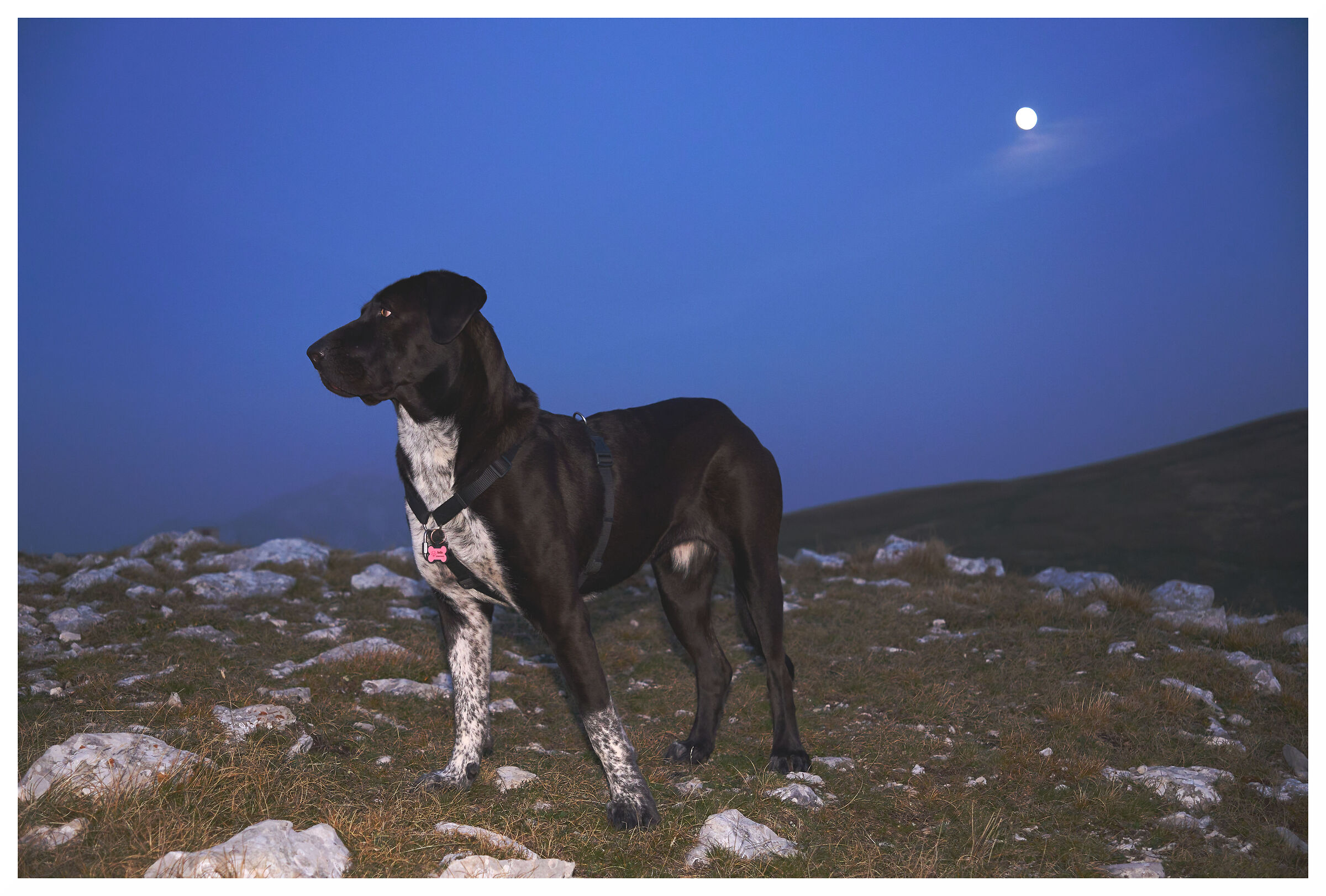 In the light of the moon