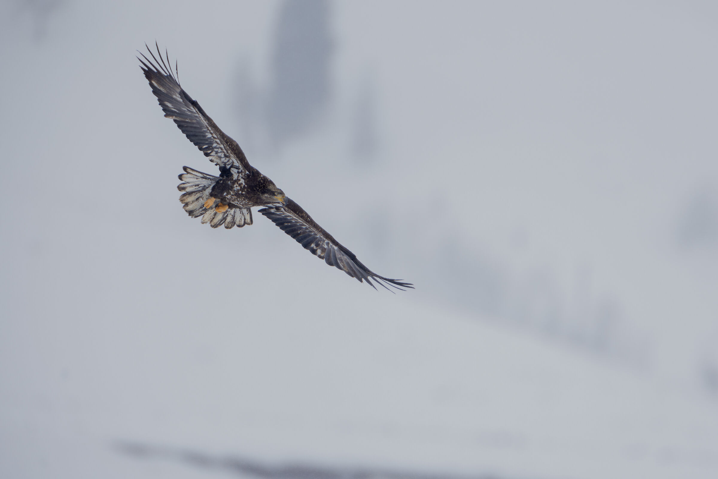 Golden eagle