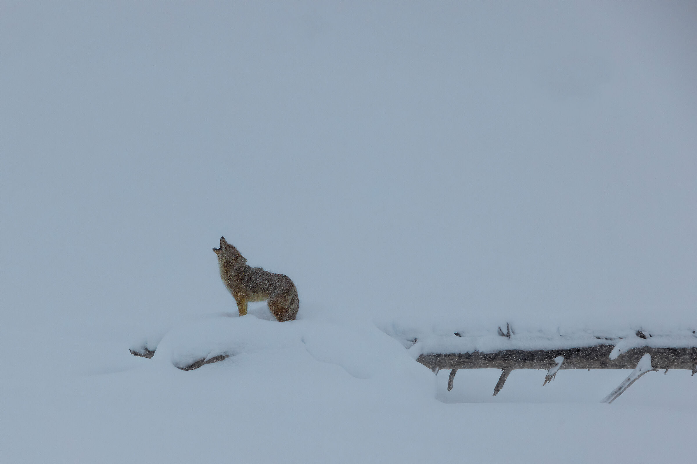 The howl of the coyote
