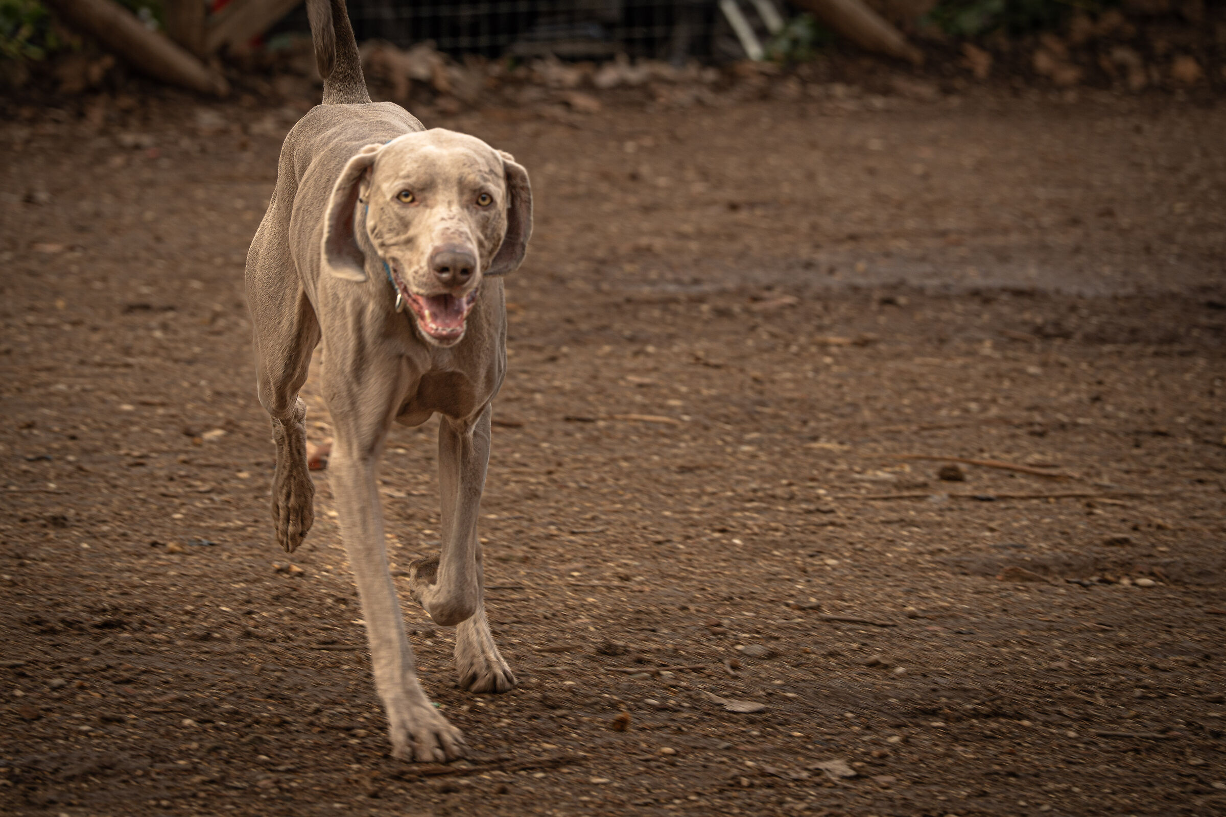 Will you want a biscuit or give me an insurance quote?