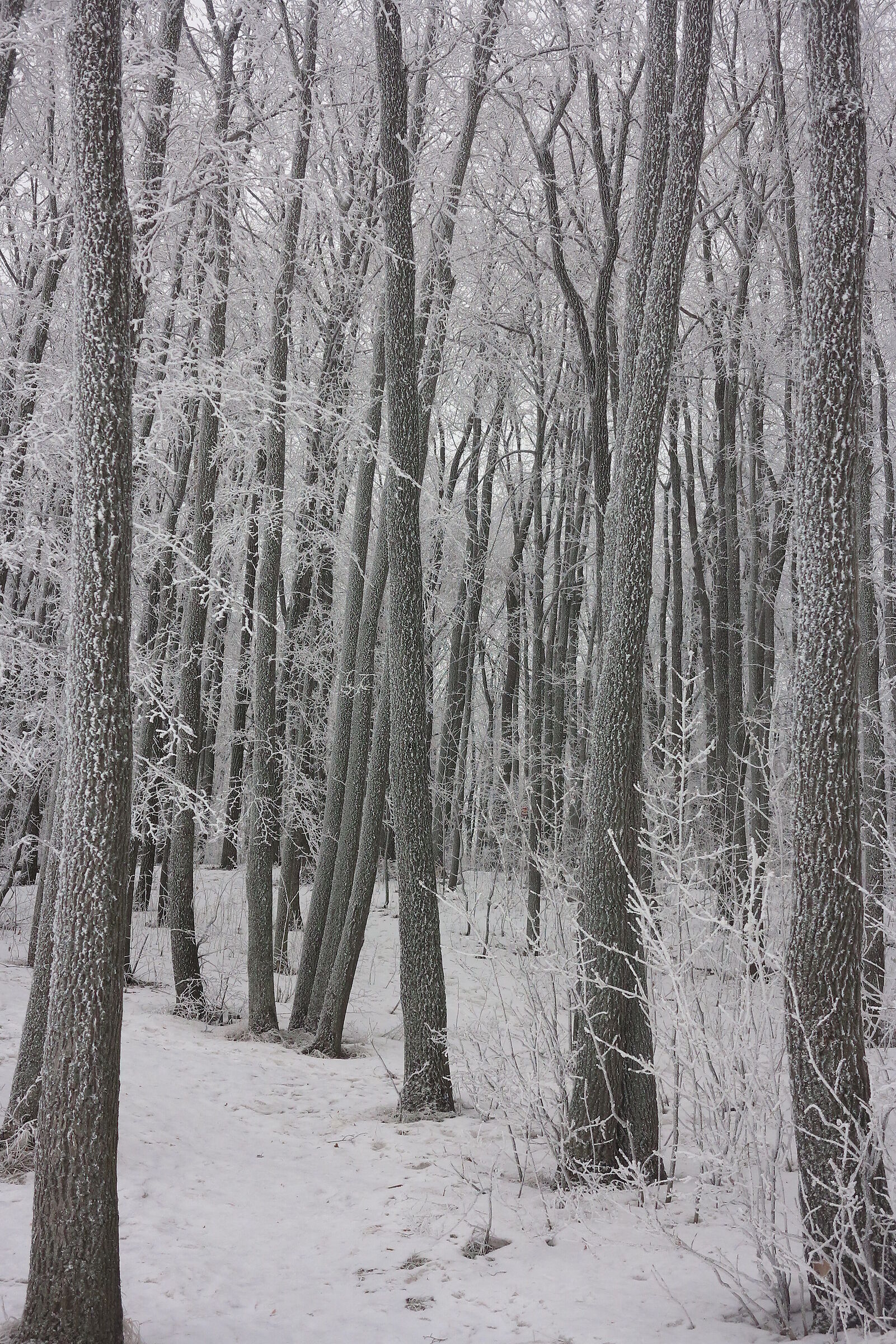 Frost on the trees 1