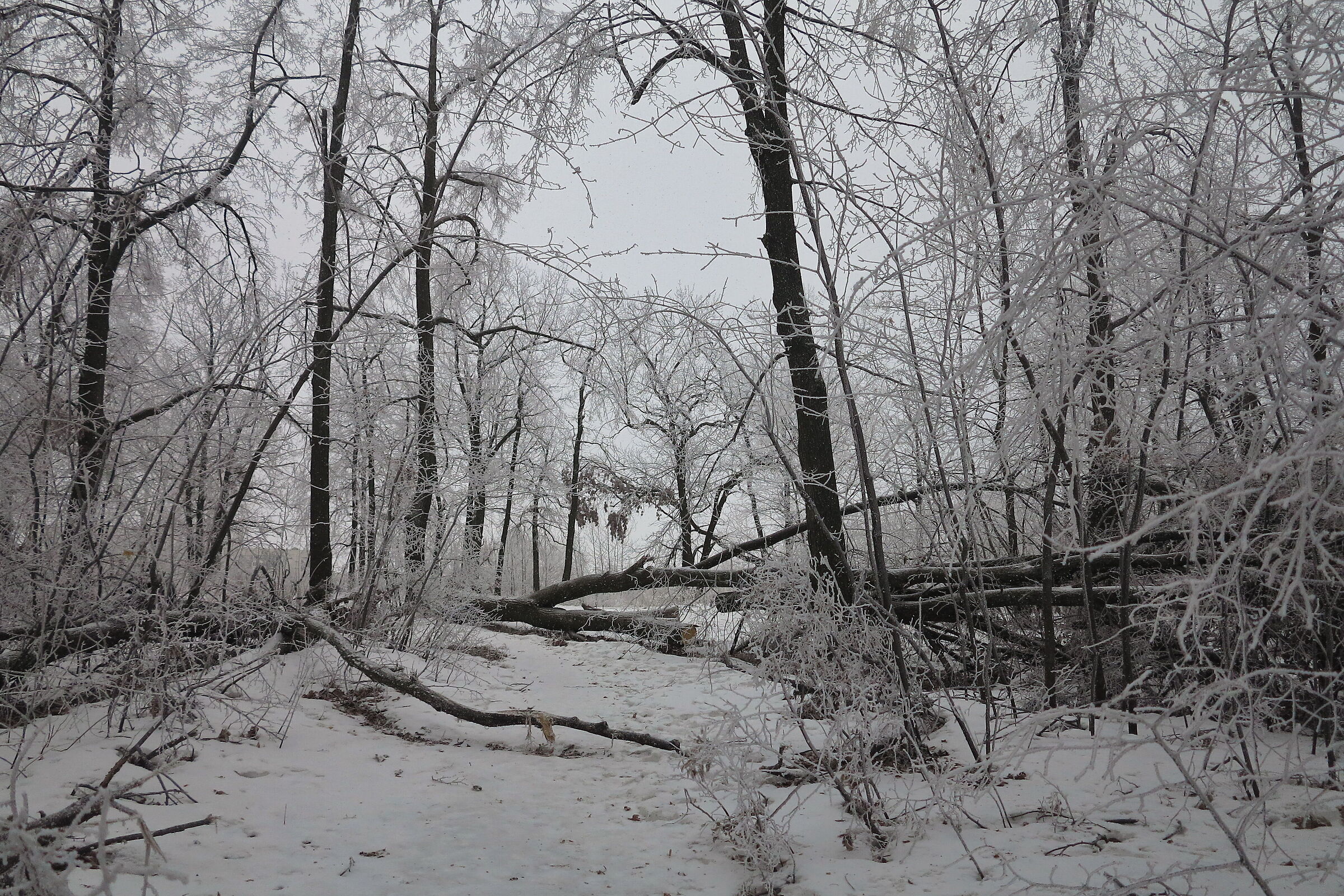 Frost on the trees 3