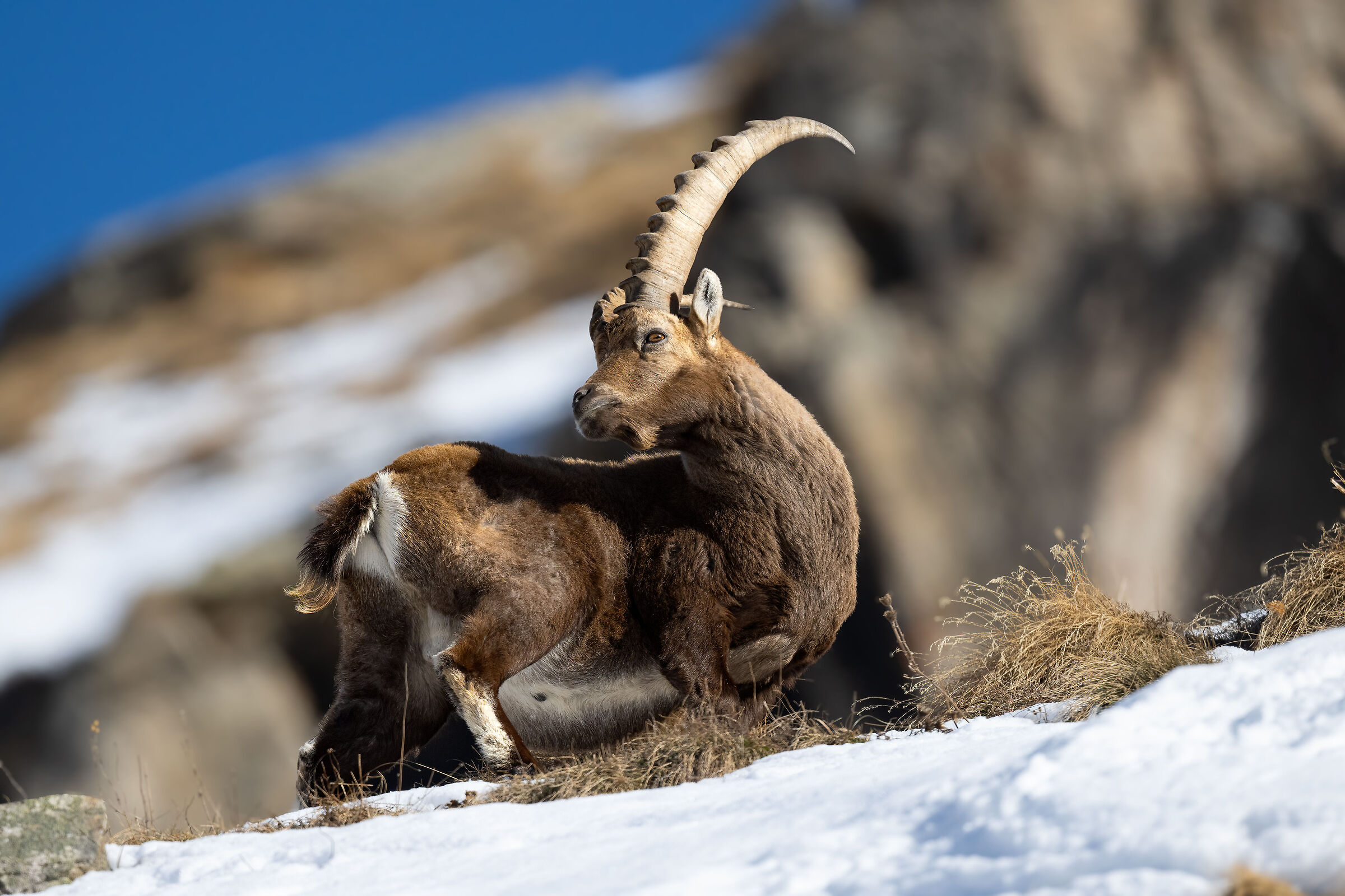 Ibex - Gran Paradiso National Park