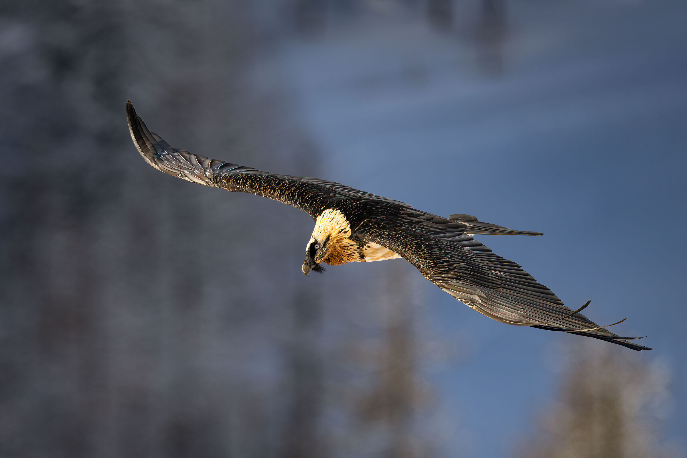 Gypaetus barbatus - Gran Paradiso National Park
