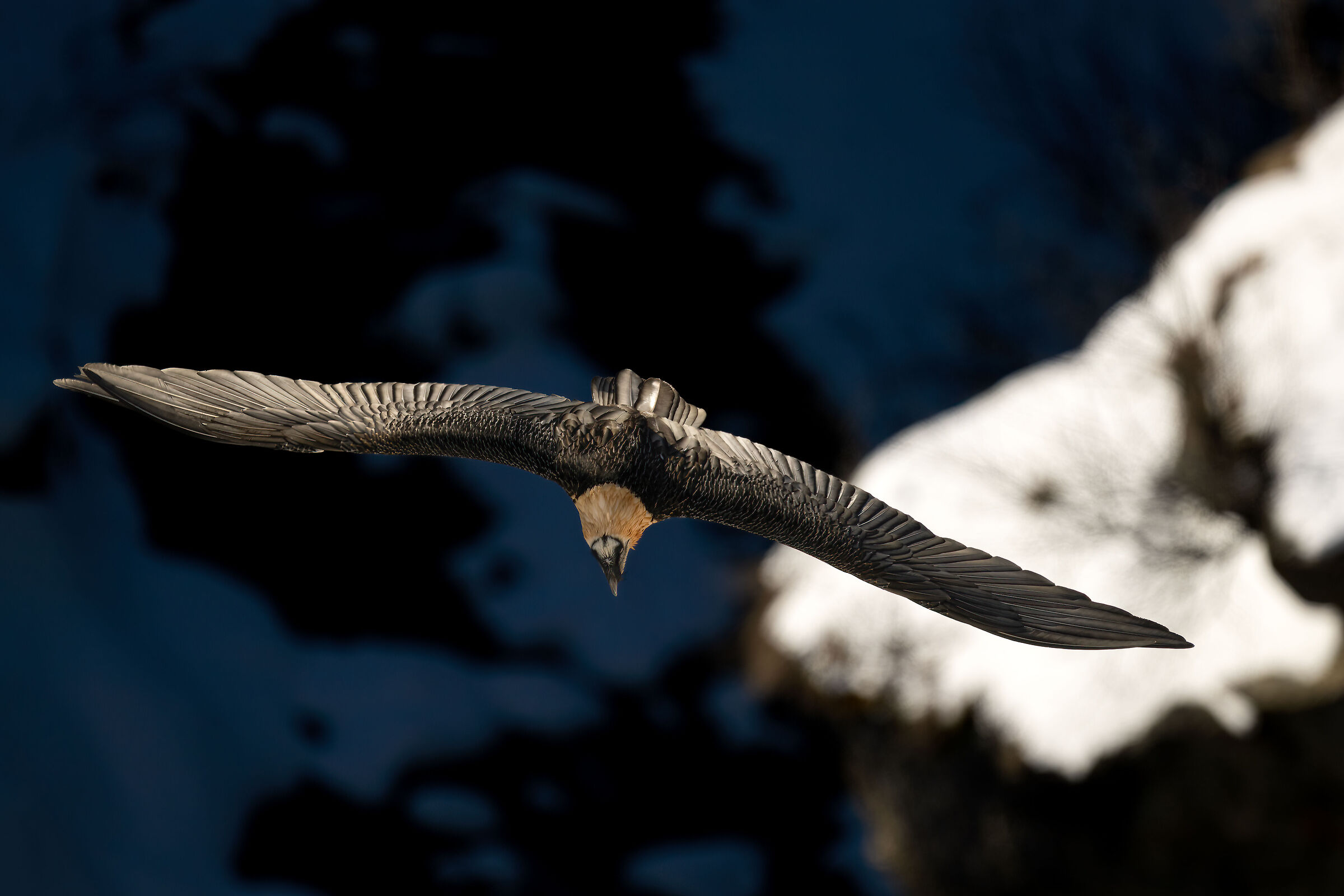 Gypaetus barbatus - Gran Paradiso National Park
