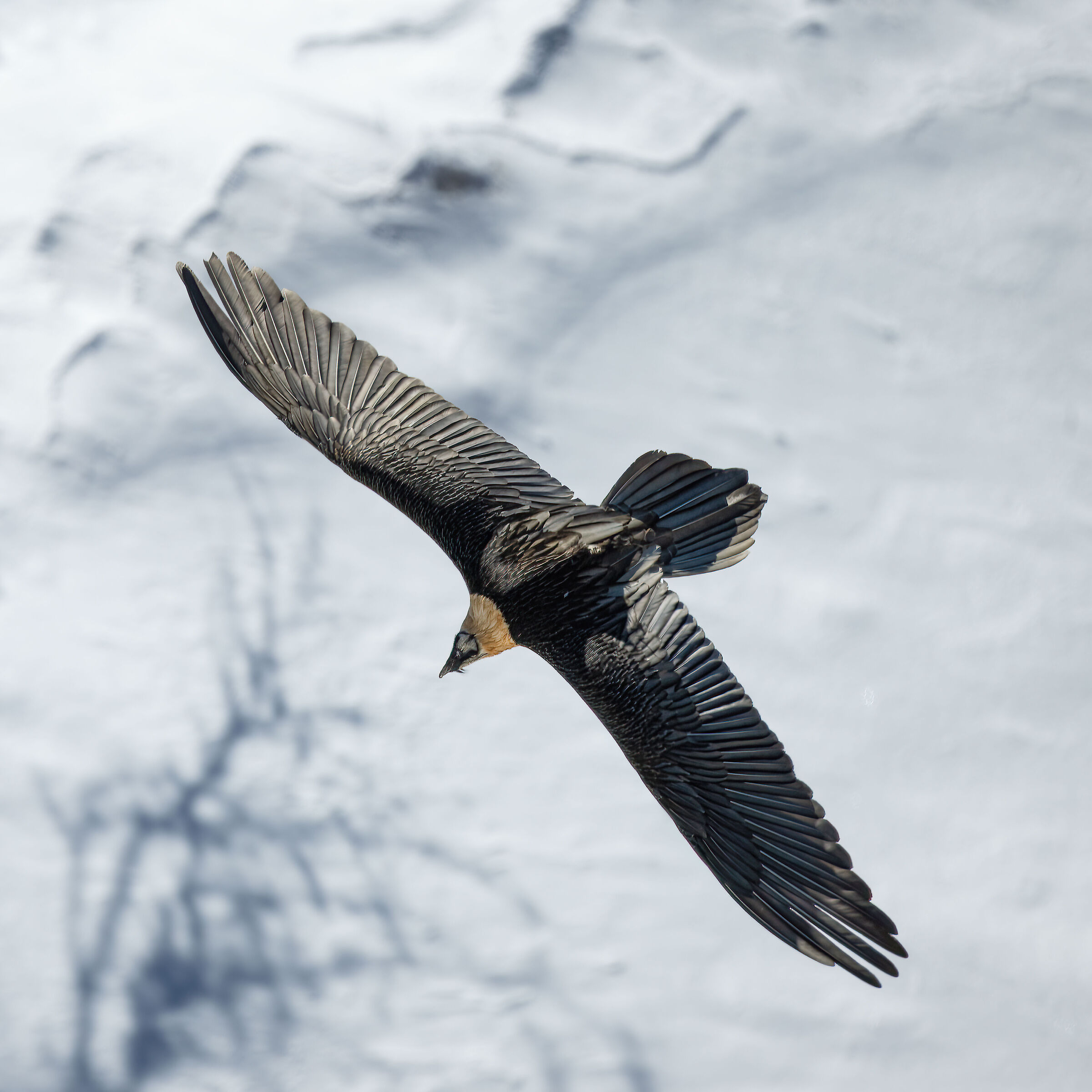 Gypaetus barbatus - Parco Nazionale del Gran Paradiso