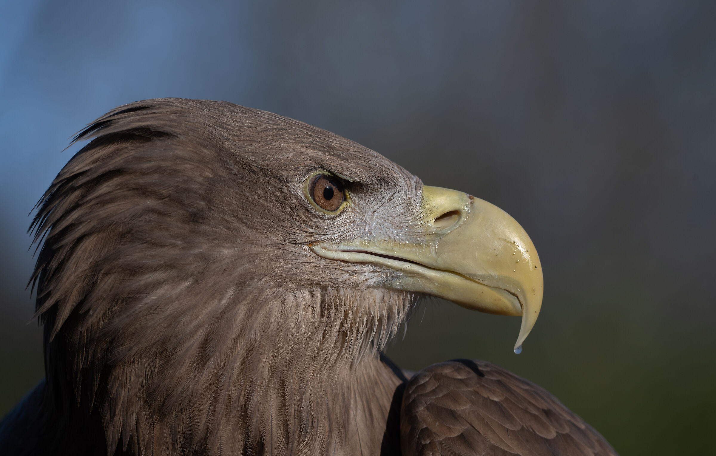 Aquila di mare coda bianca