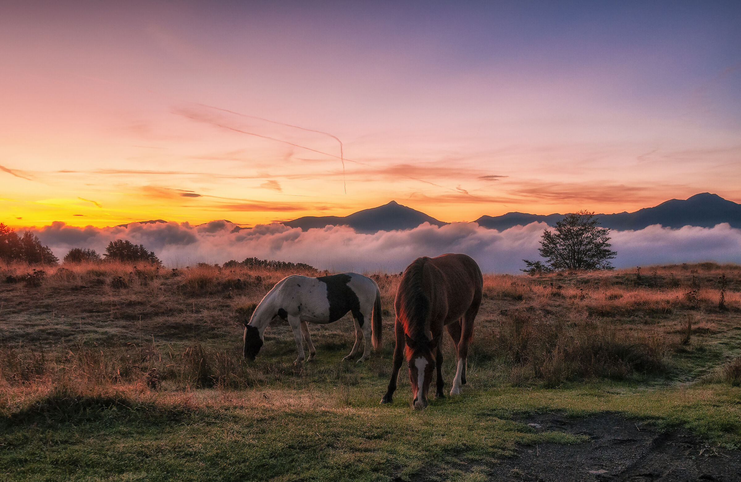 Horses in the semi-wild Apennines of Reggio Emilia