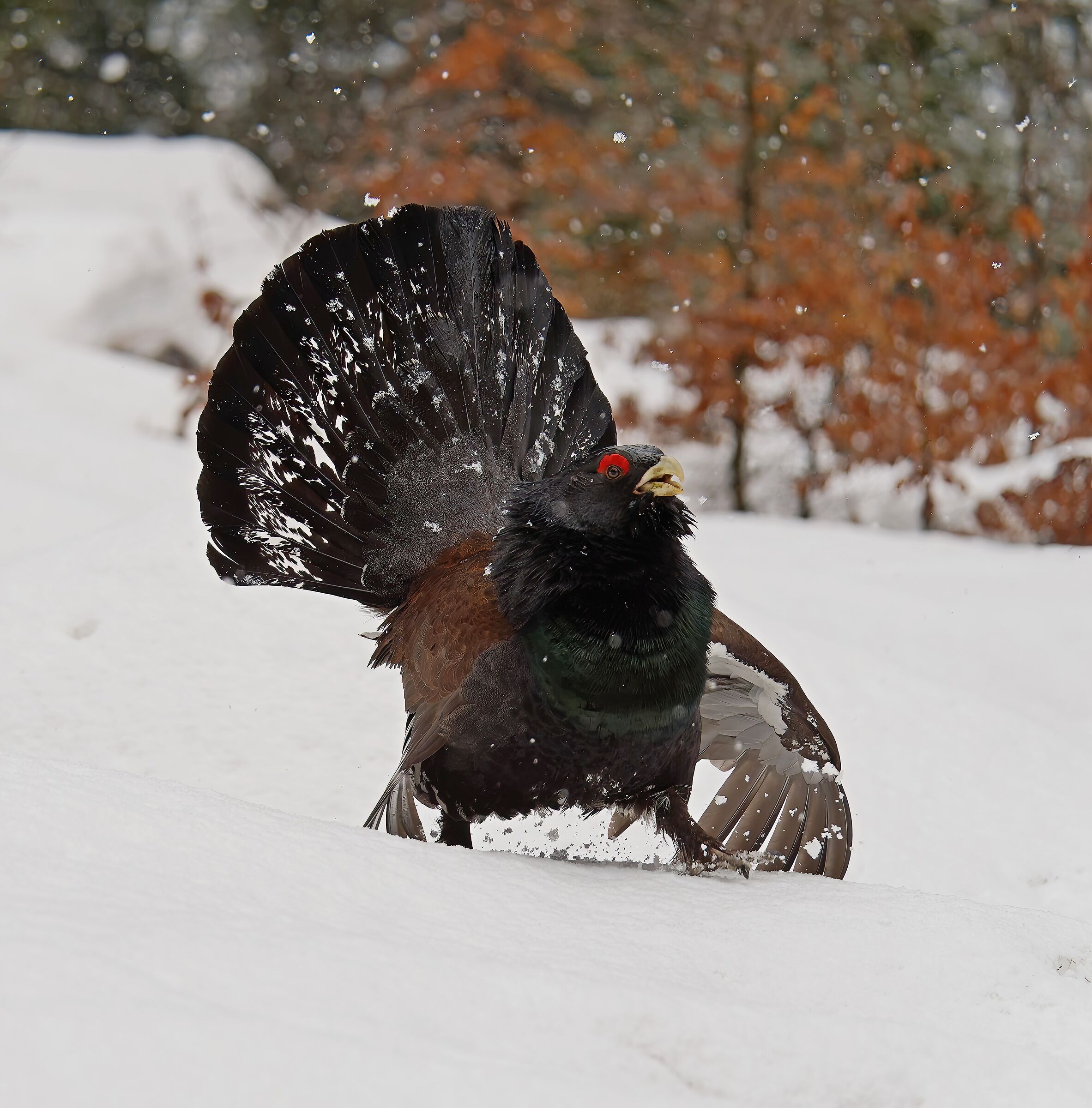 The leap into the snow