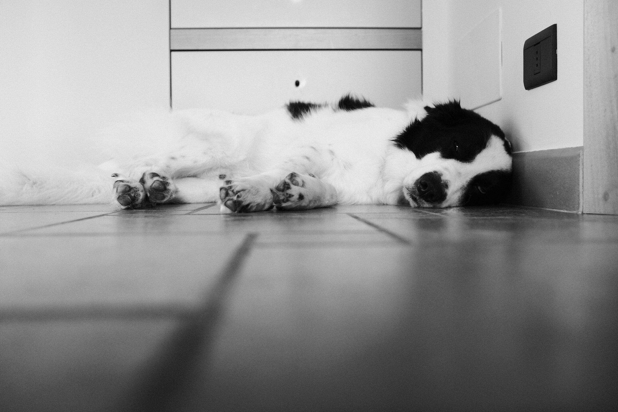 Ragù
