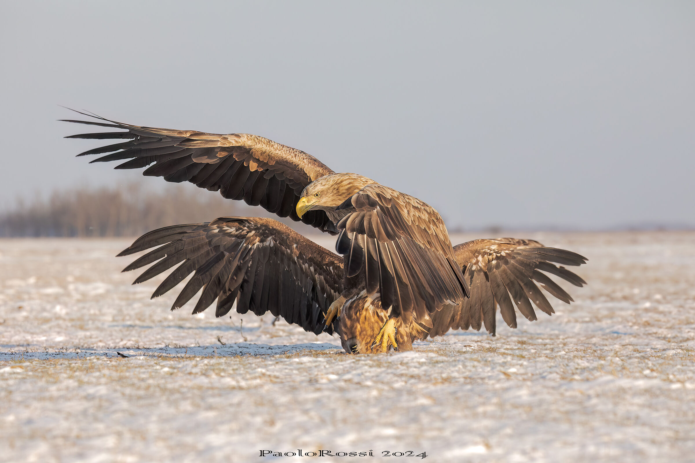 Bickering between sea eagles...
