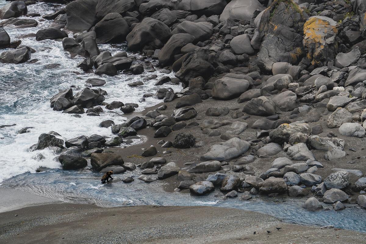 Hokkaido Grizzly Bear
