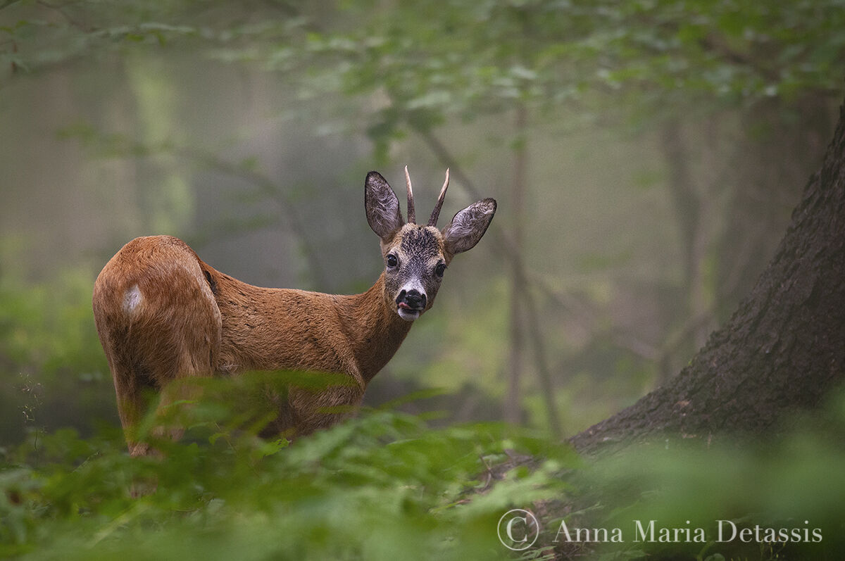 roe deer Capreolus capreolus