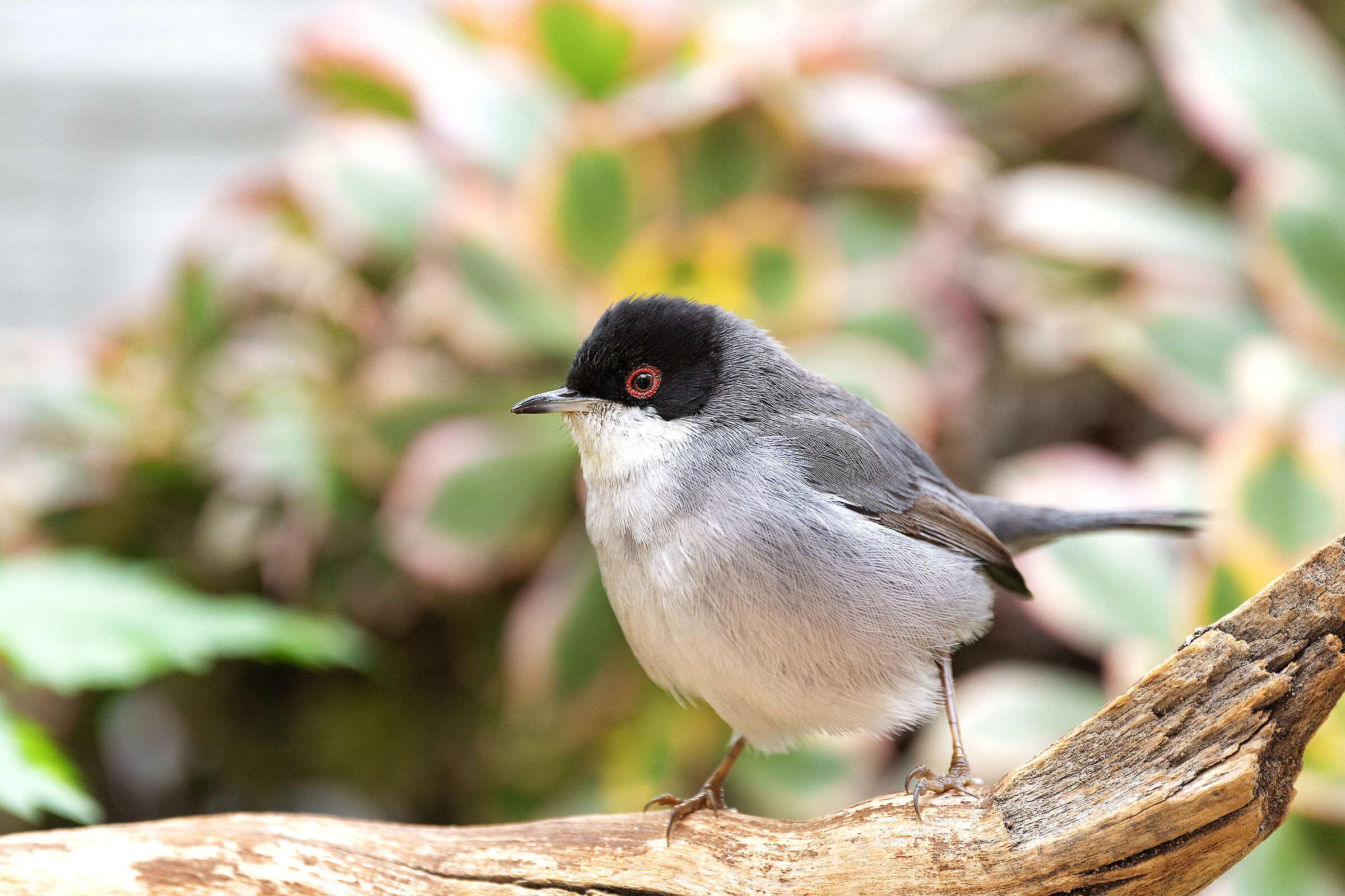 sardinian warbler