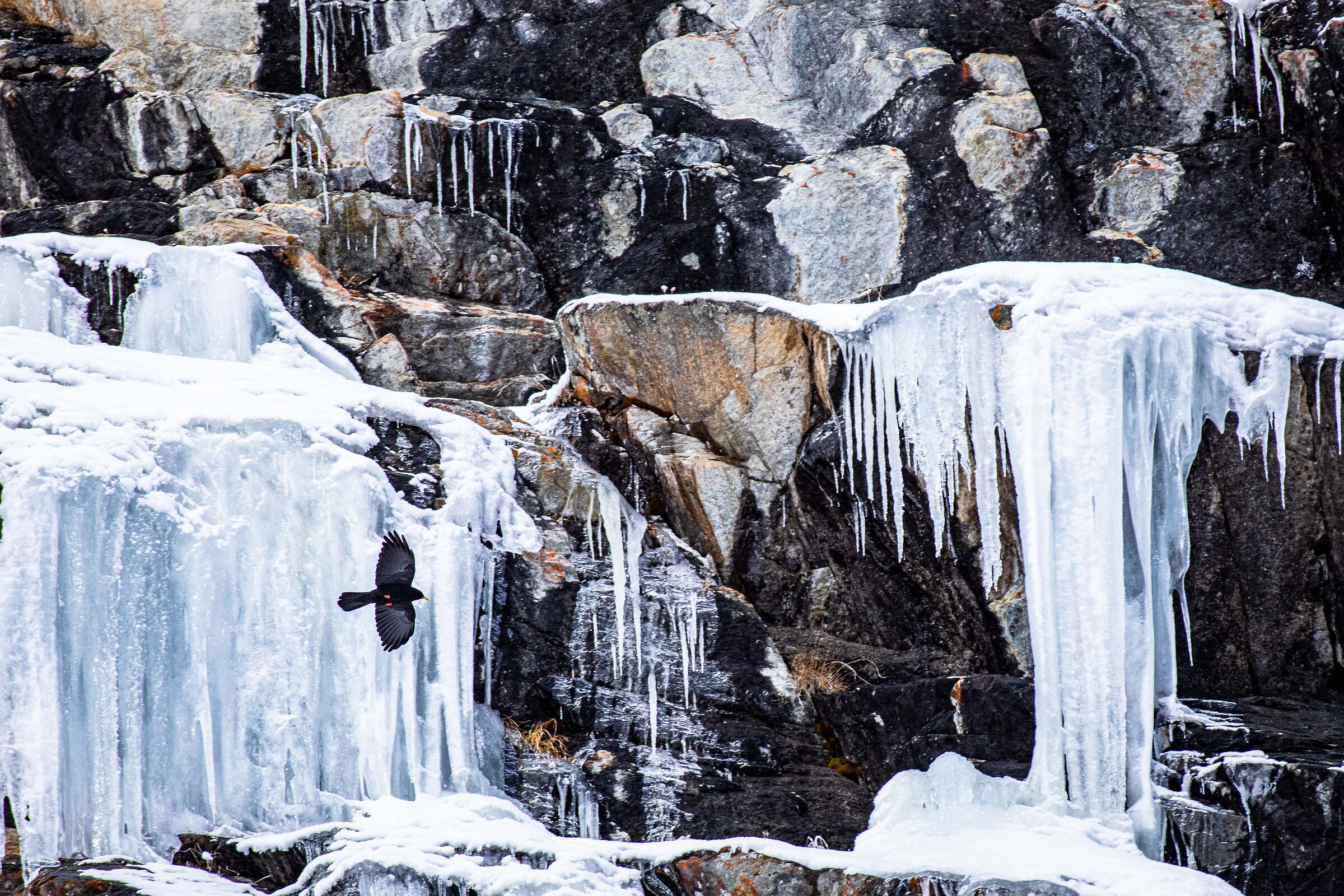 Chough in the fridge