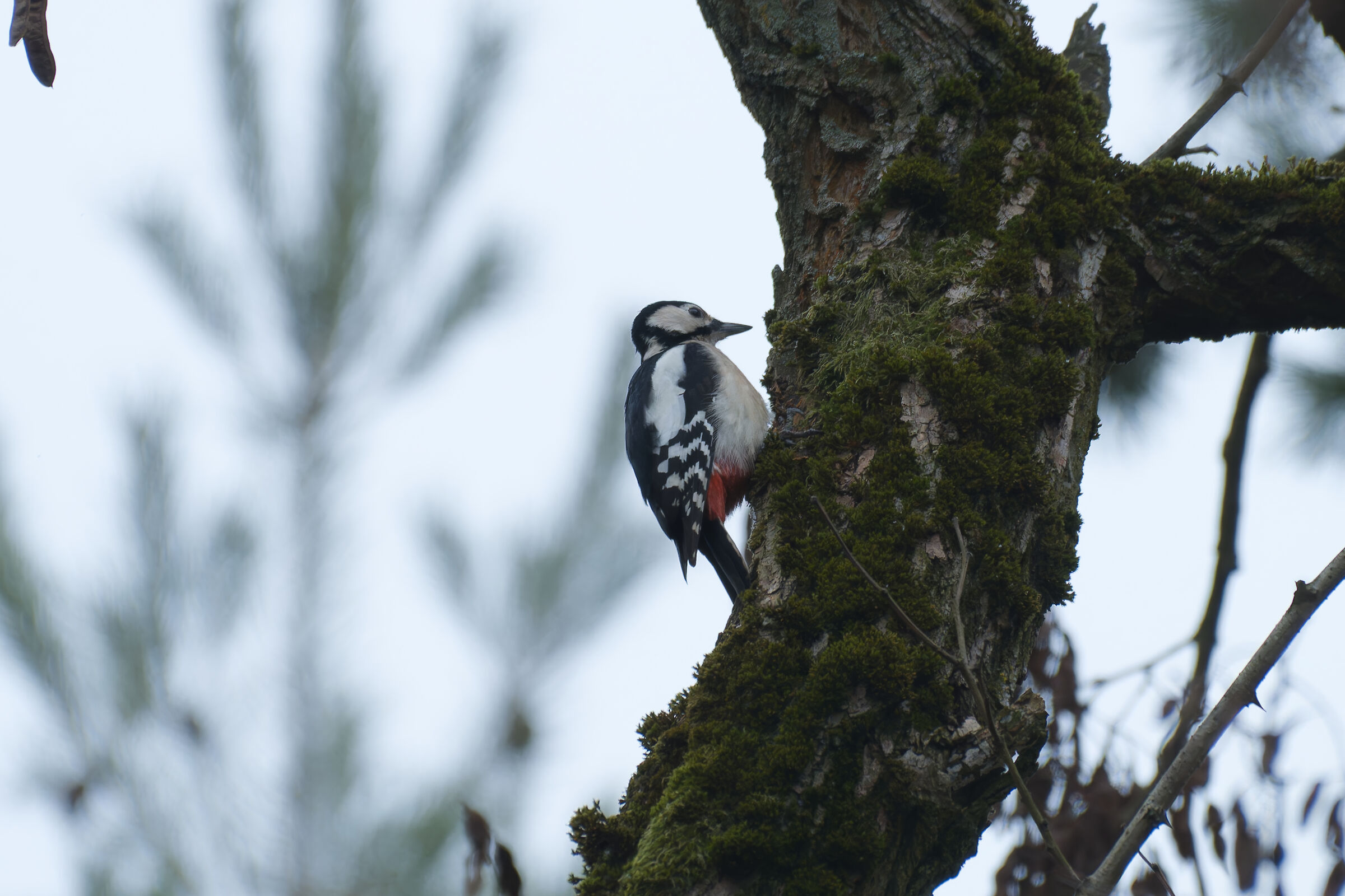 Picchio rosso maggiore femmina