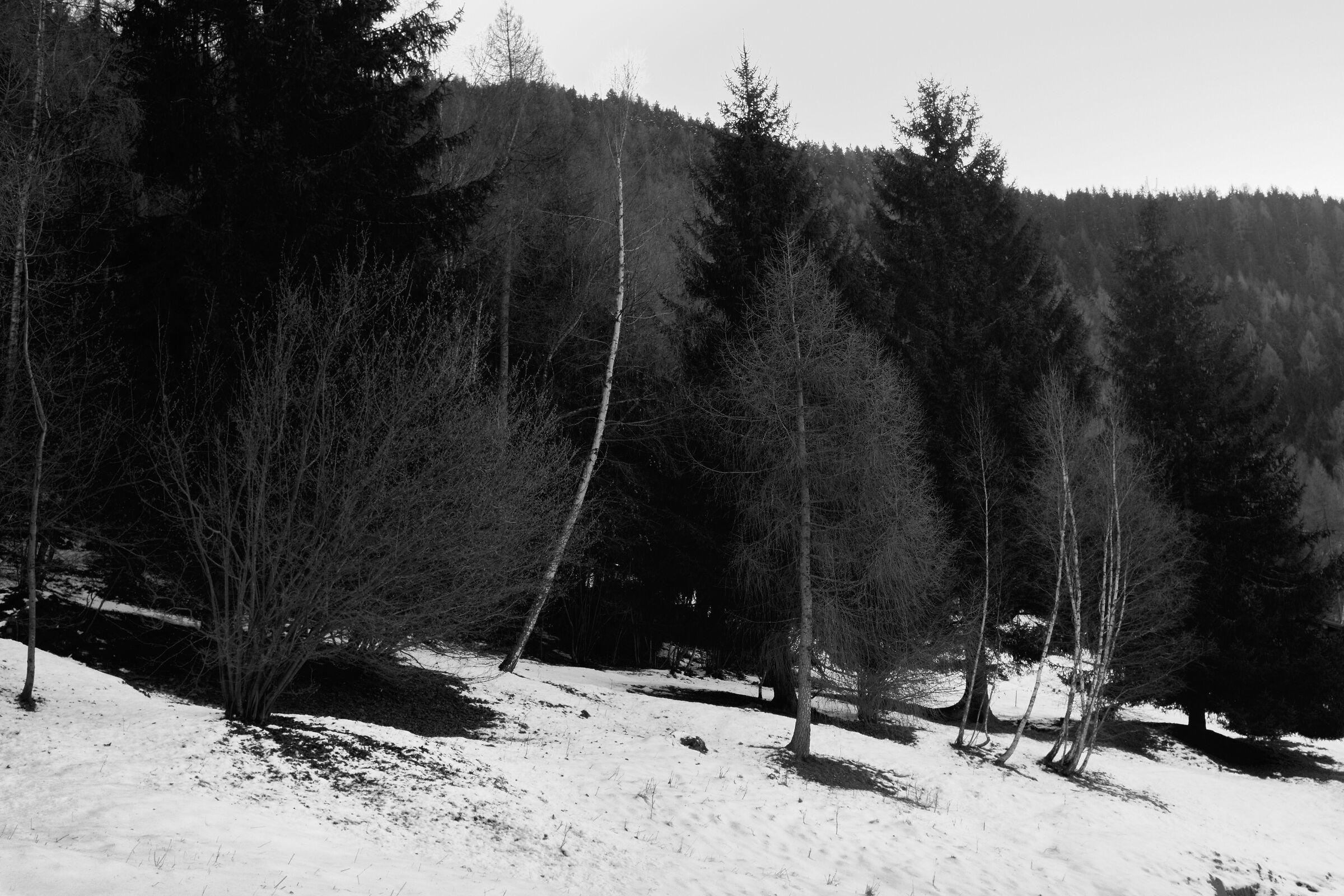 Aprica